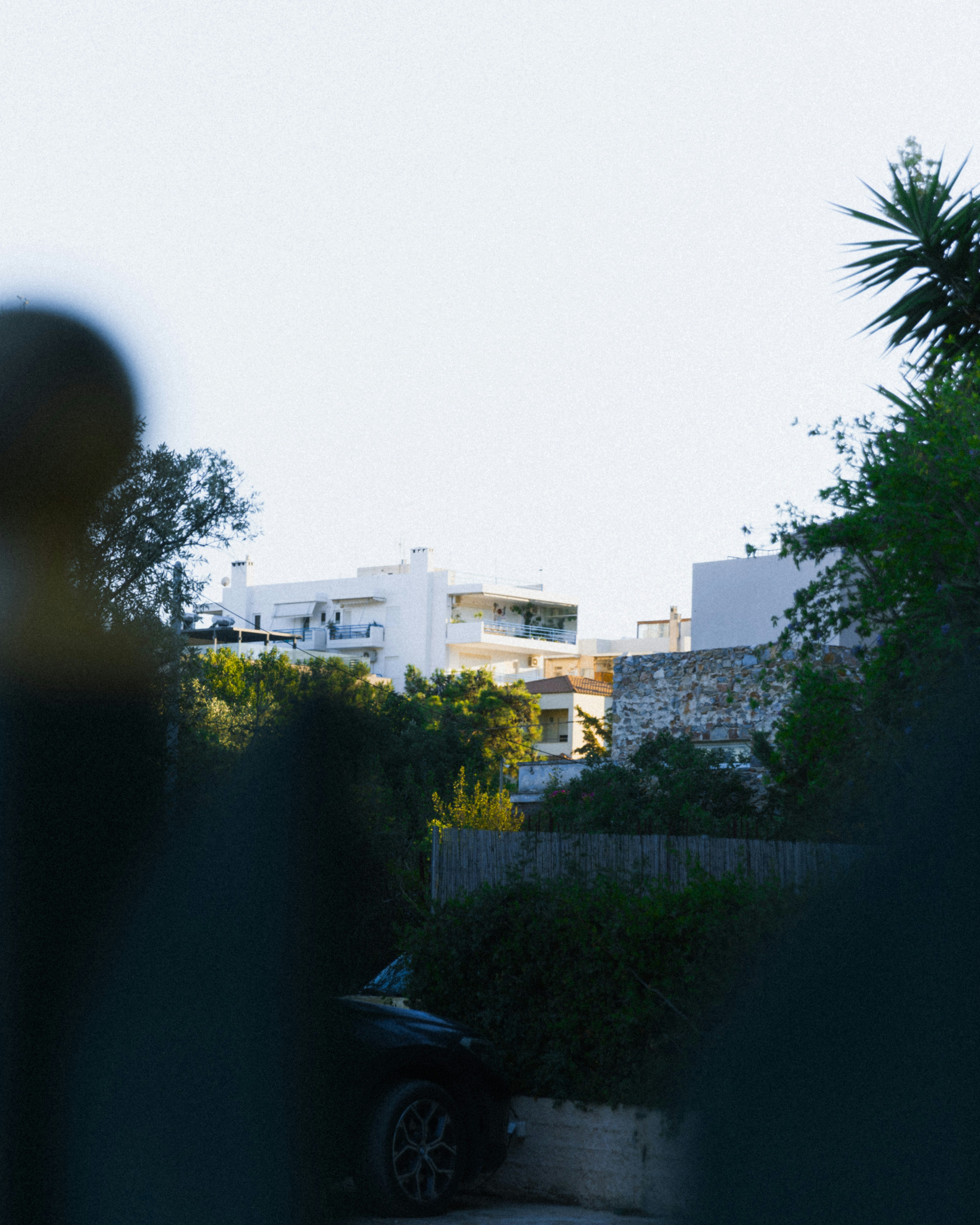 White buildings are seen through the green foliage.