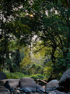 Lush forest with light streaming through the trees.