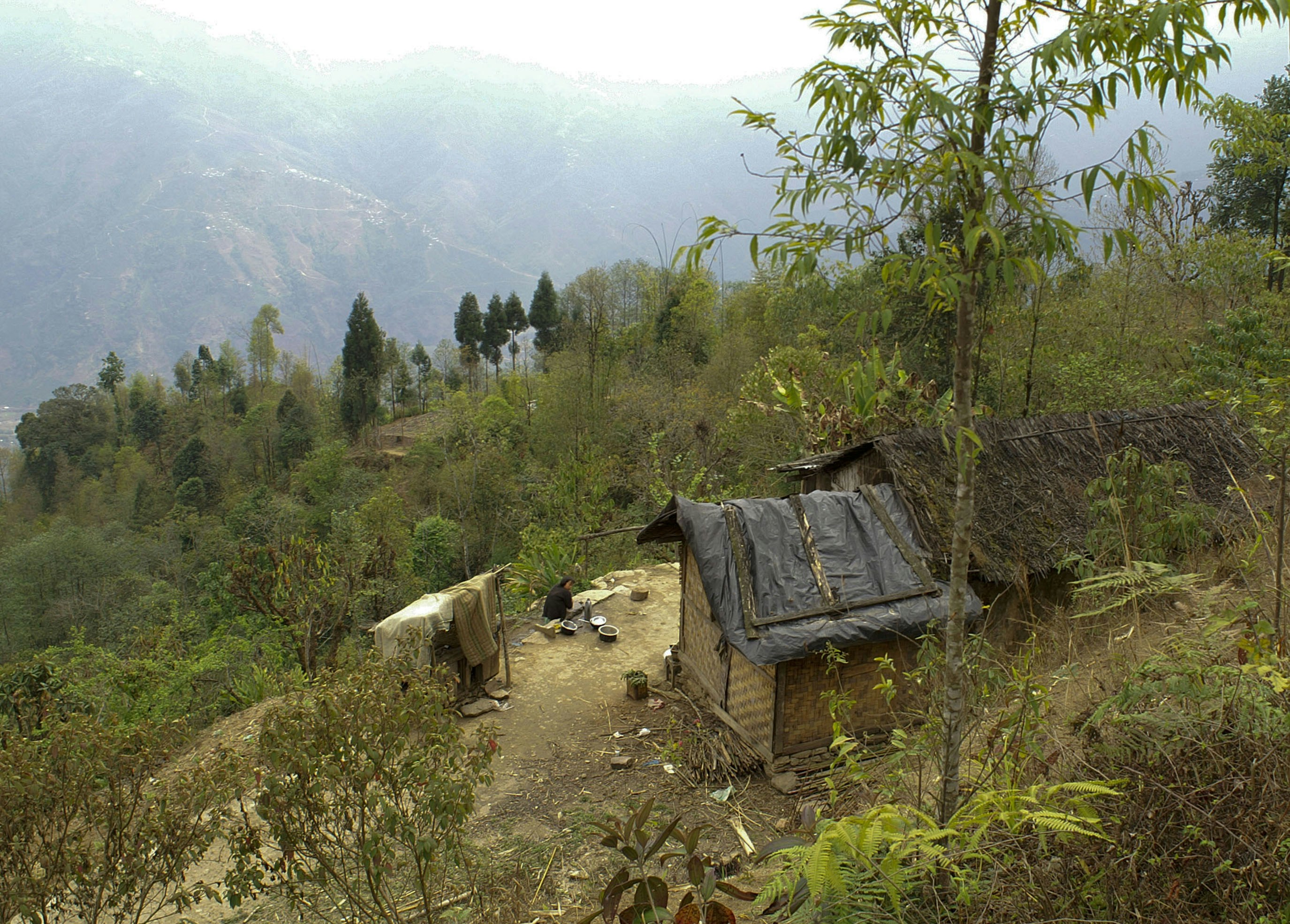 A rustic hut nestled among trees.