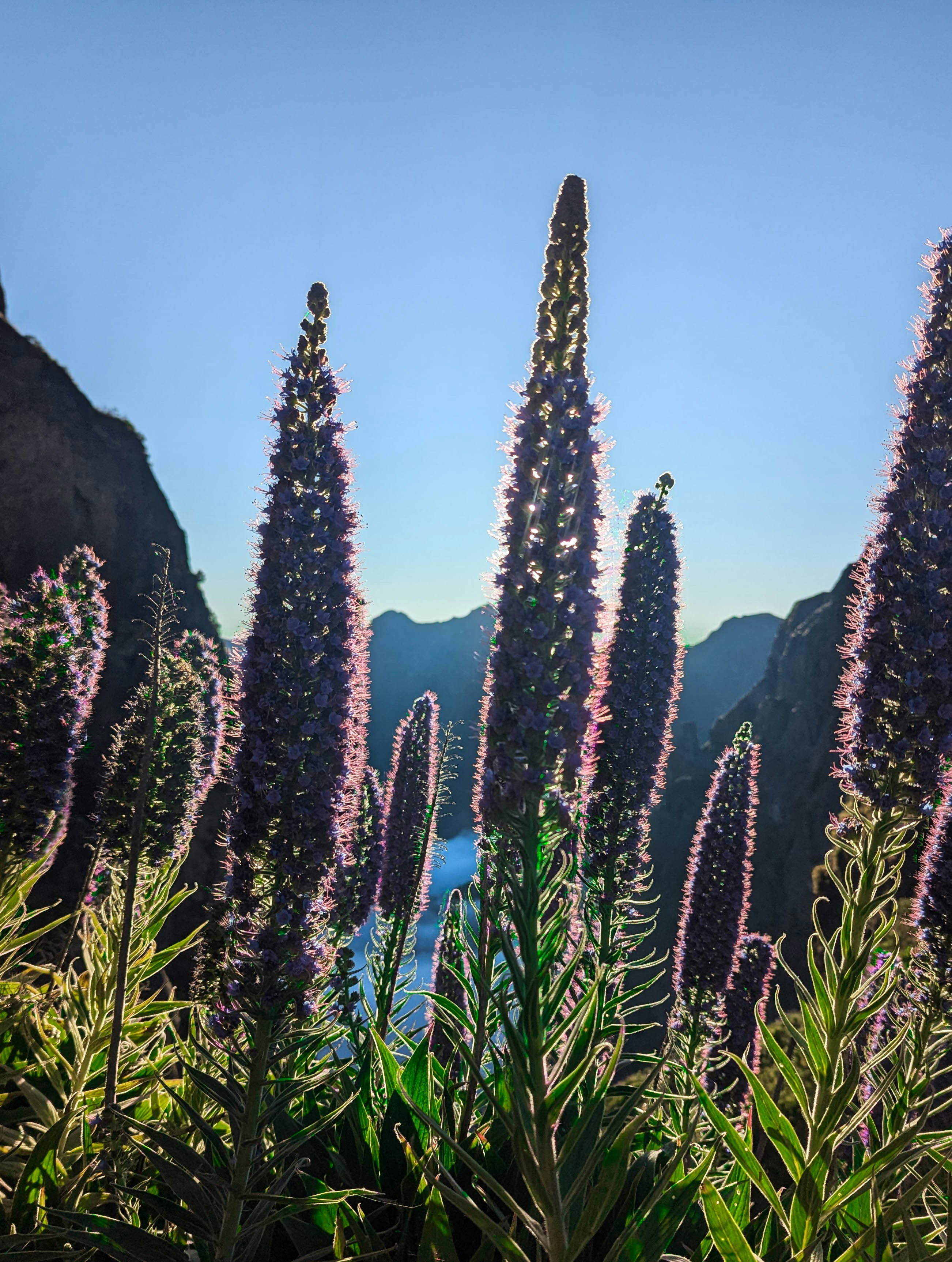 Tall purple flowers bask in the morning light.