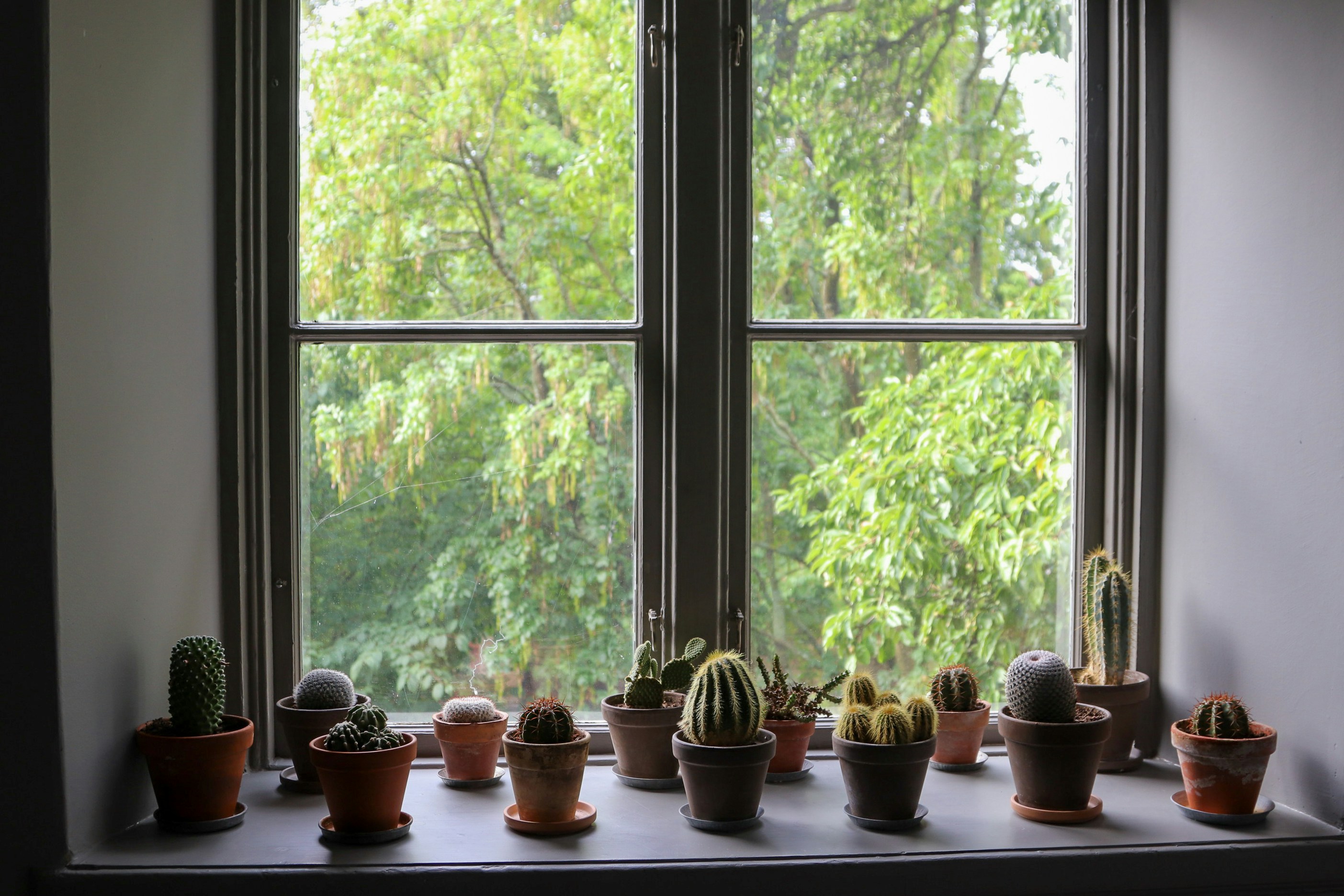 11 Houseplants Ideal for Window Sills