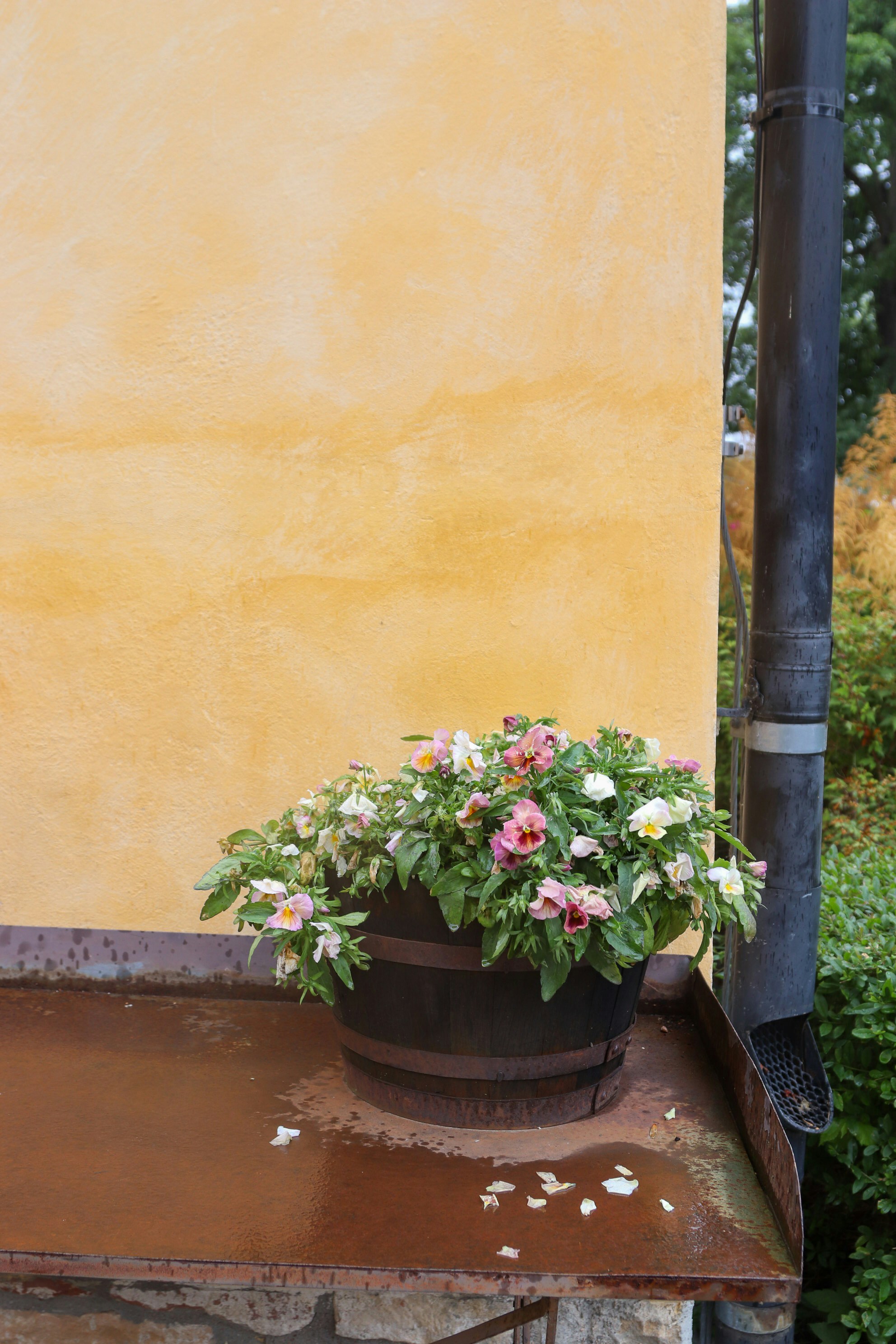 Photo by tanyabarrow