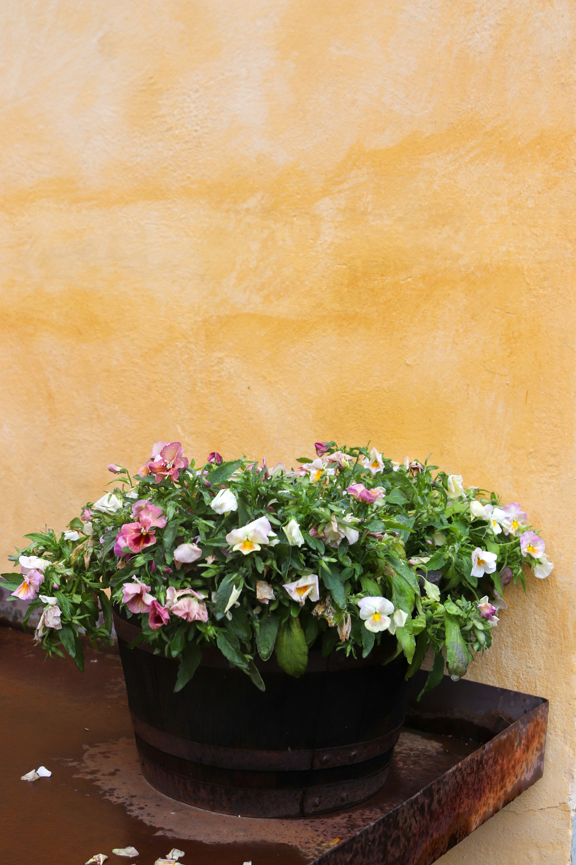 Photo by tanyabarrow