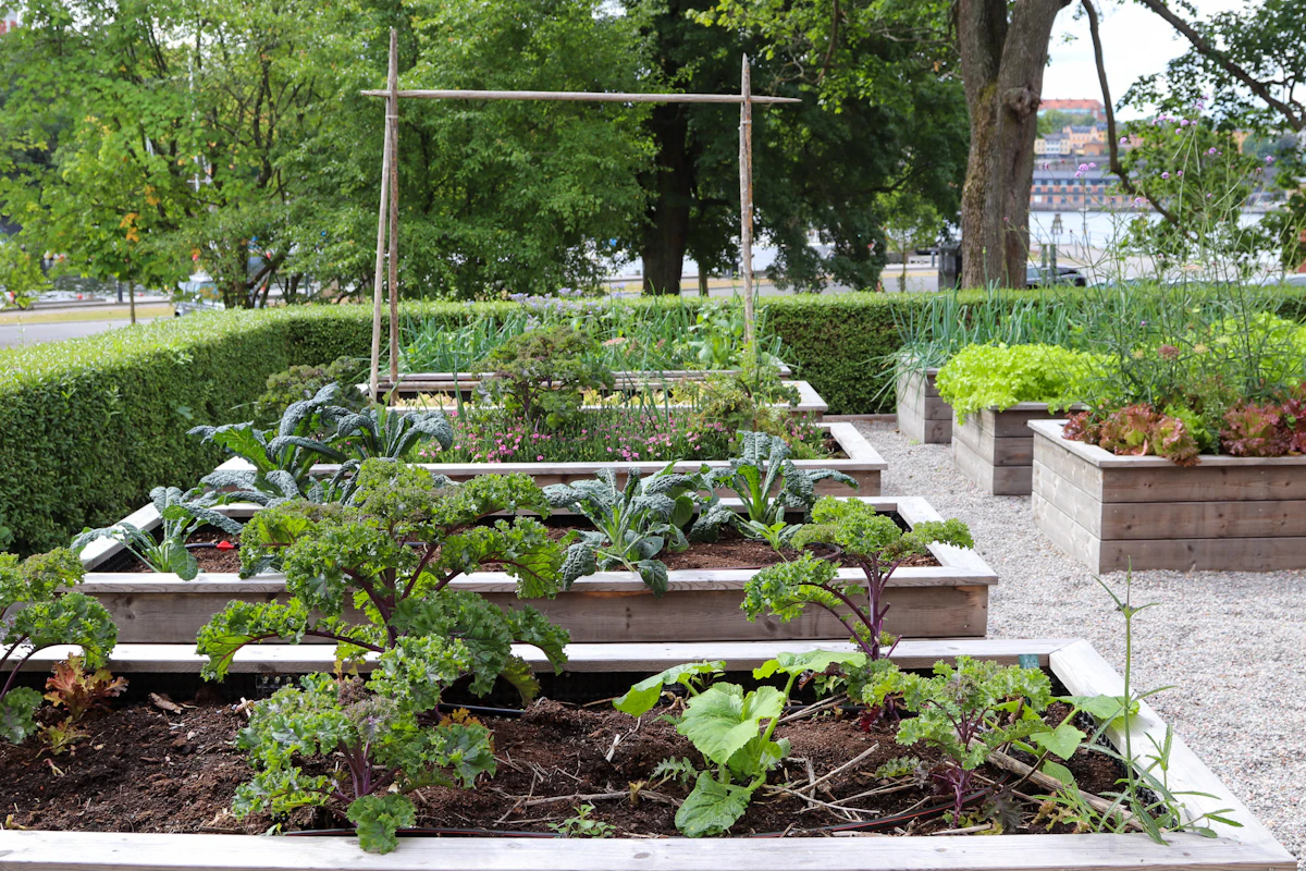 Vegetables growing in raised garden beds