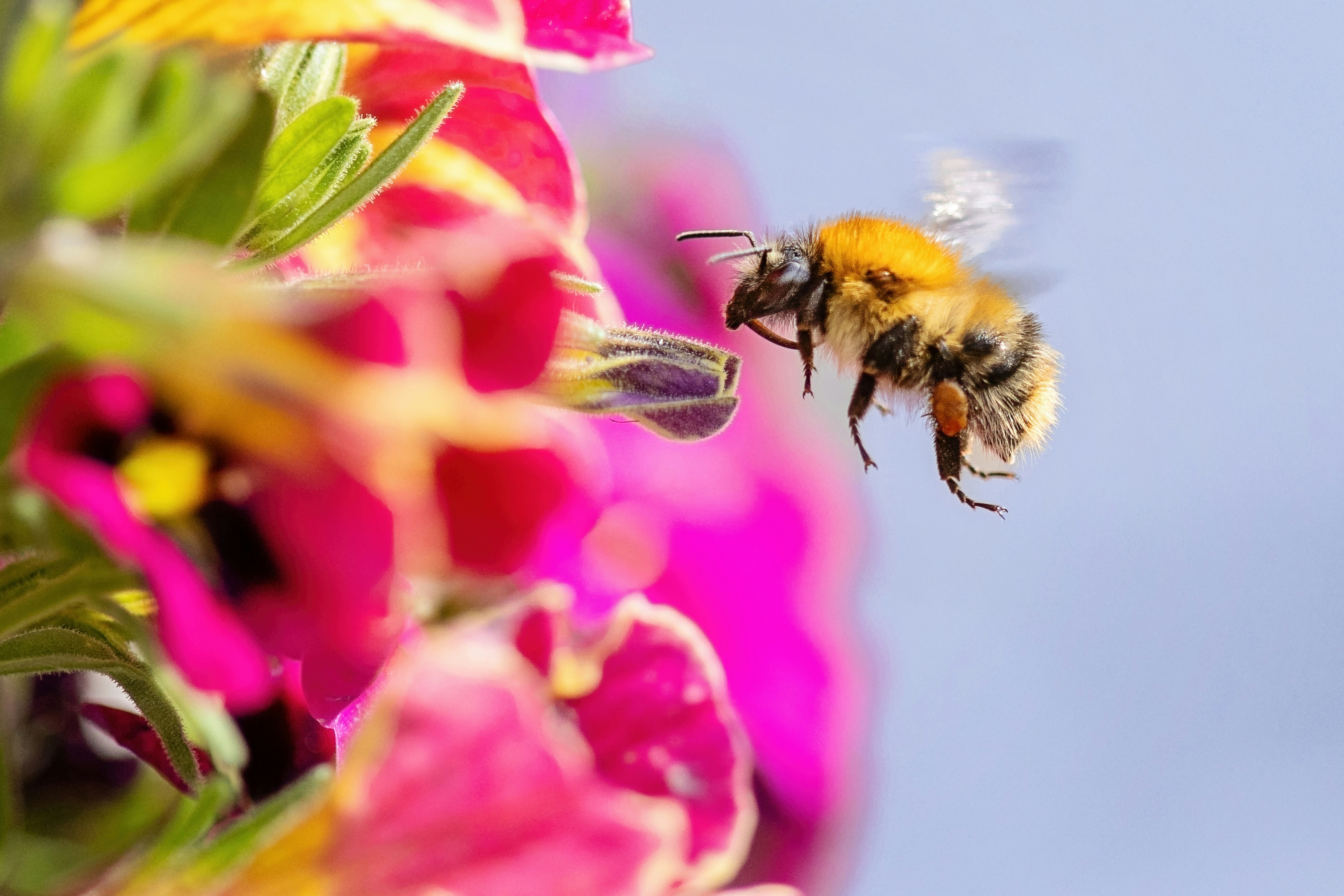 A bumblebee flies towards vibrant pink flowers.