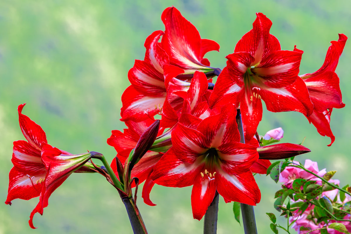 Amaryllis Hippeastrum India — Giant Trumpet Flower Bulb Guide