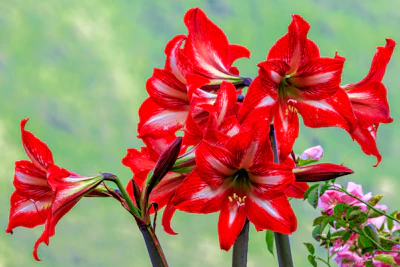Amaryllis Hippeastrum India — Giant Trumpet Flower Bulb Guide