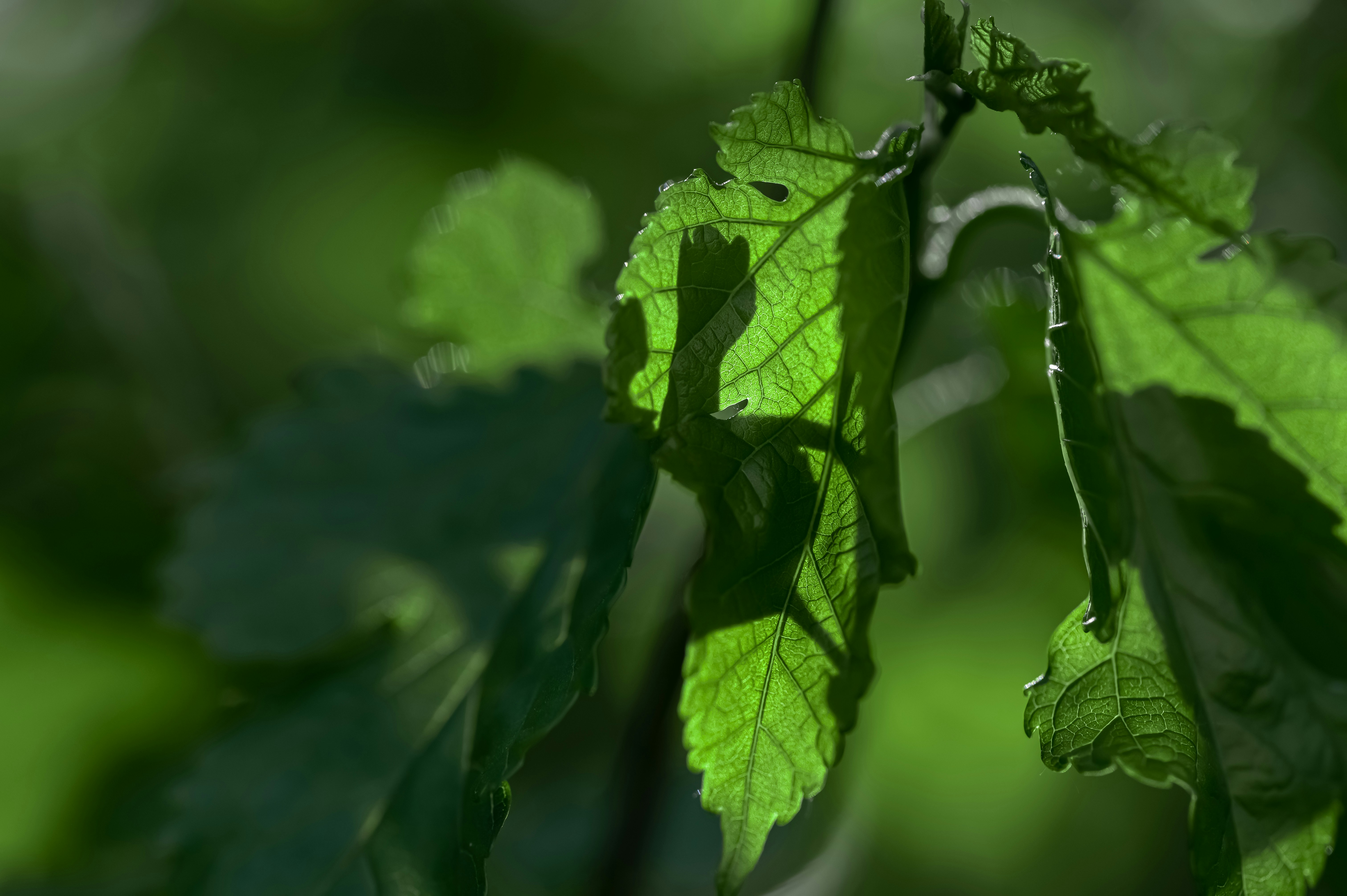 Photo by volodymyr_leush