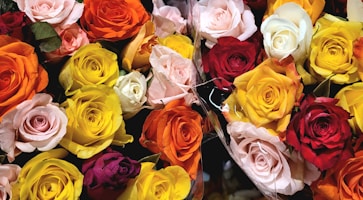 A colorful variety of roses fills the frame.