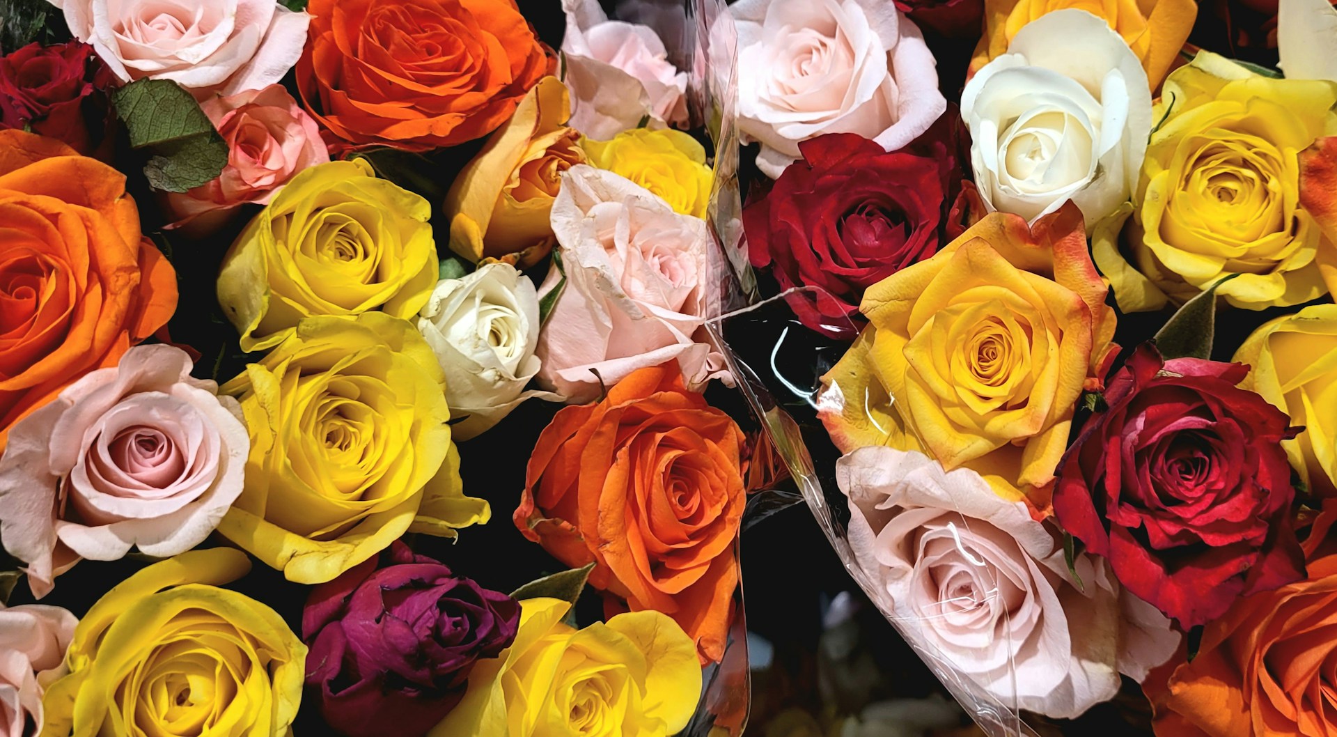 A colorful variety of roses fills the frame.