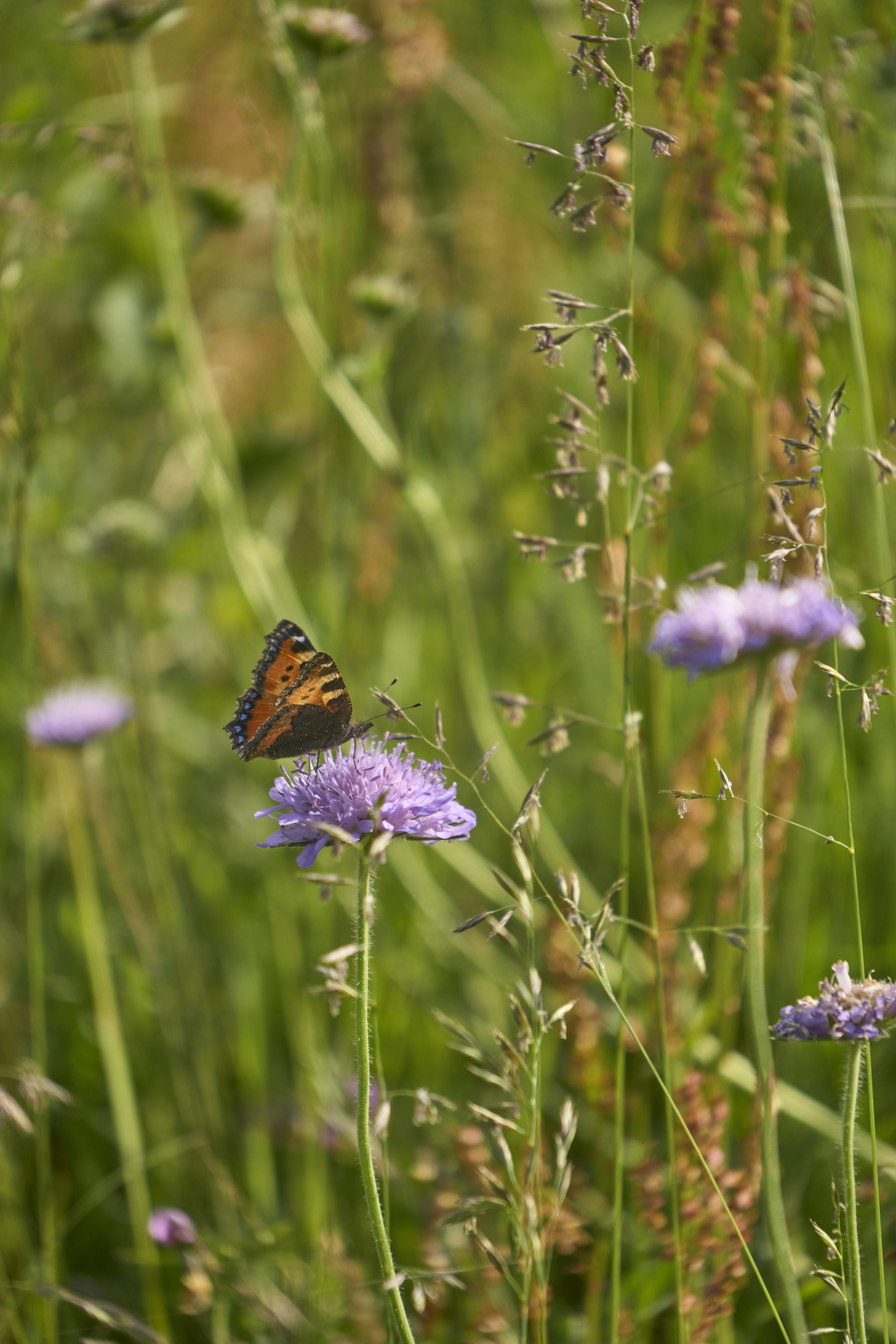 Photo by wolfgang_hasselmann