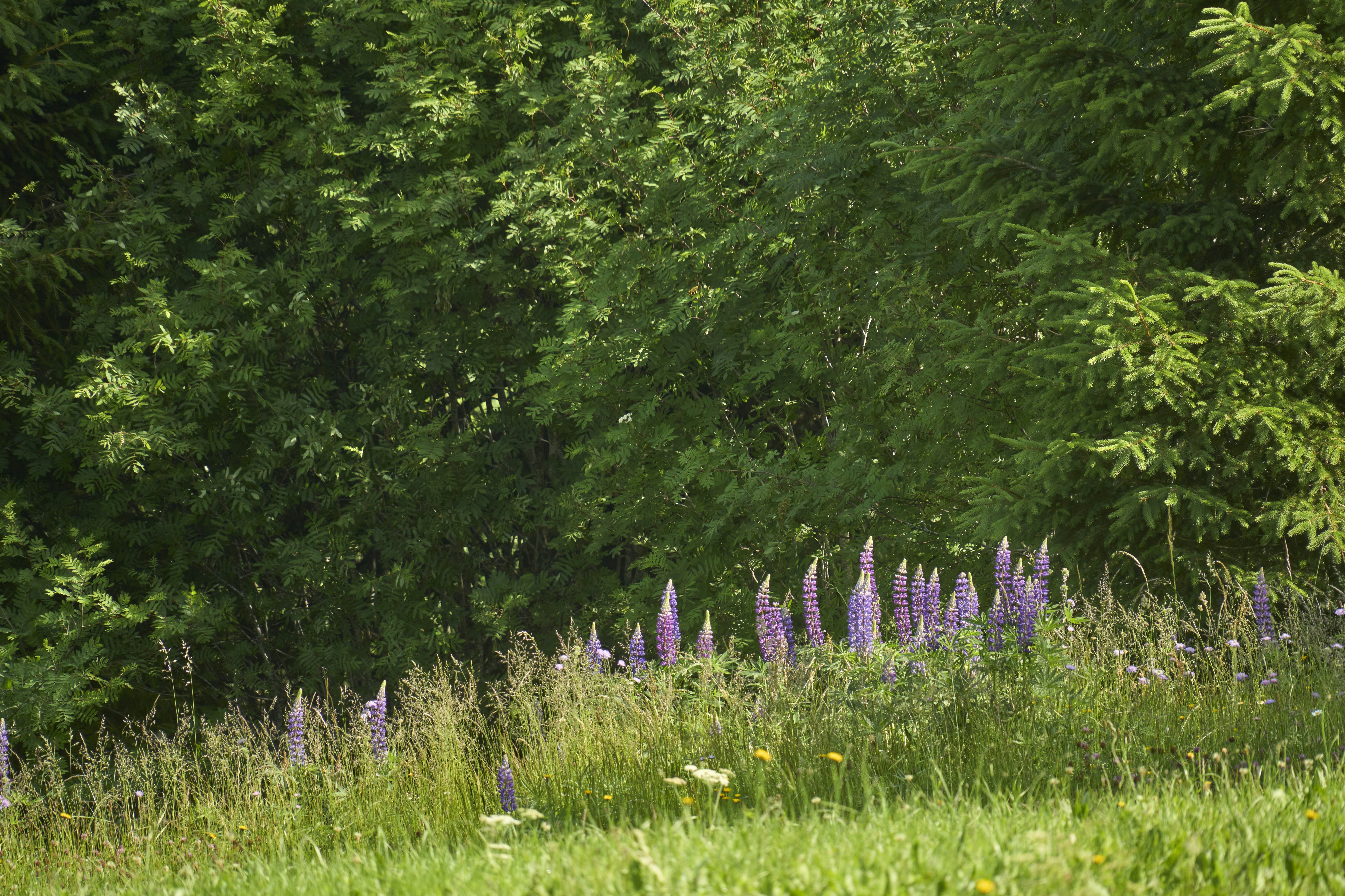 Photo by wolfgang_hasselmann