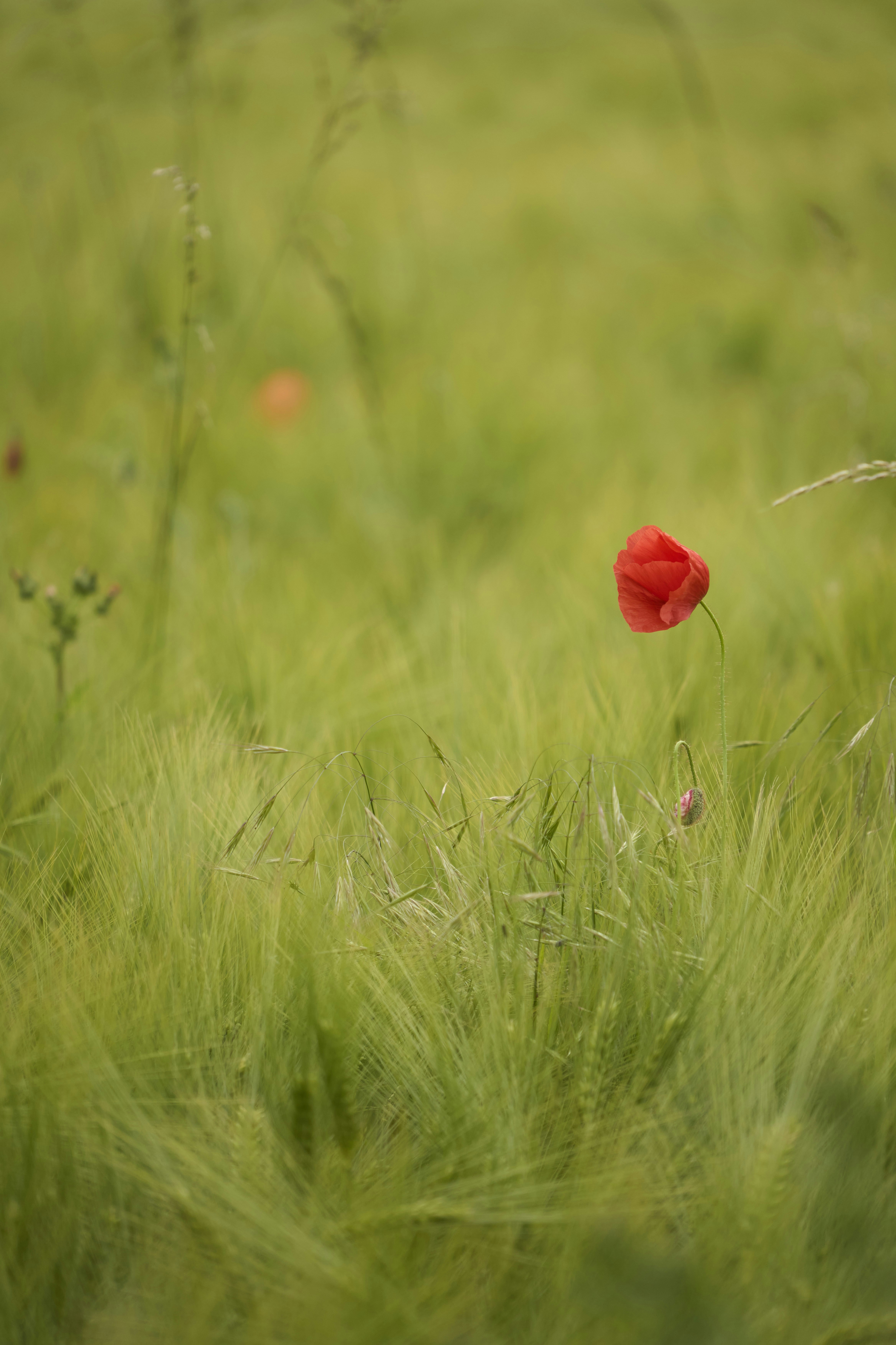 Photo by wolfgang_hasselmann