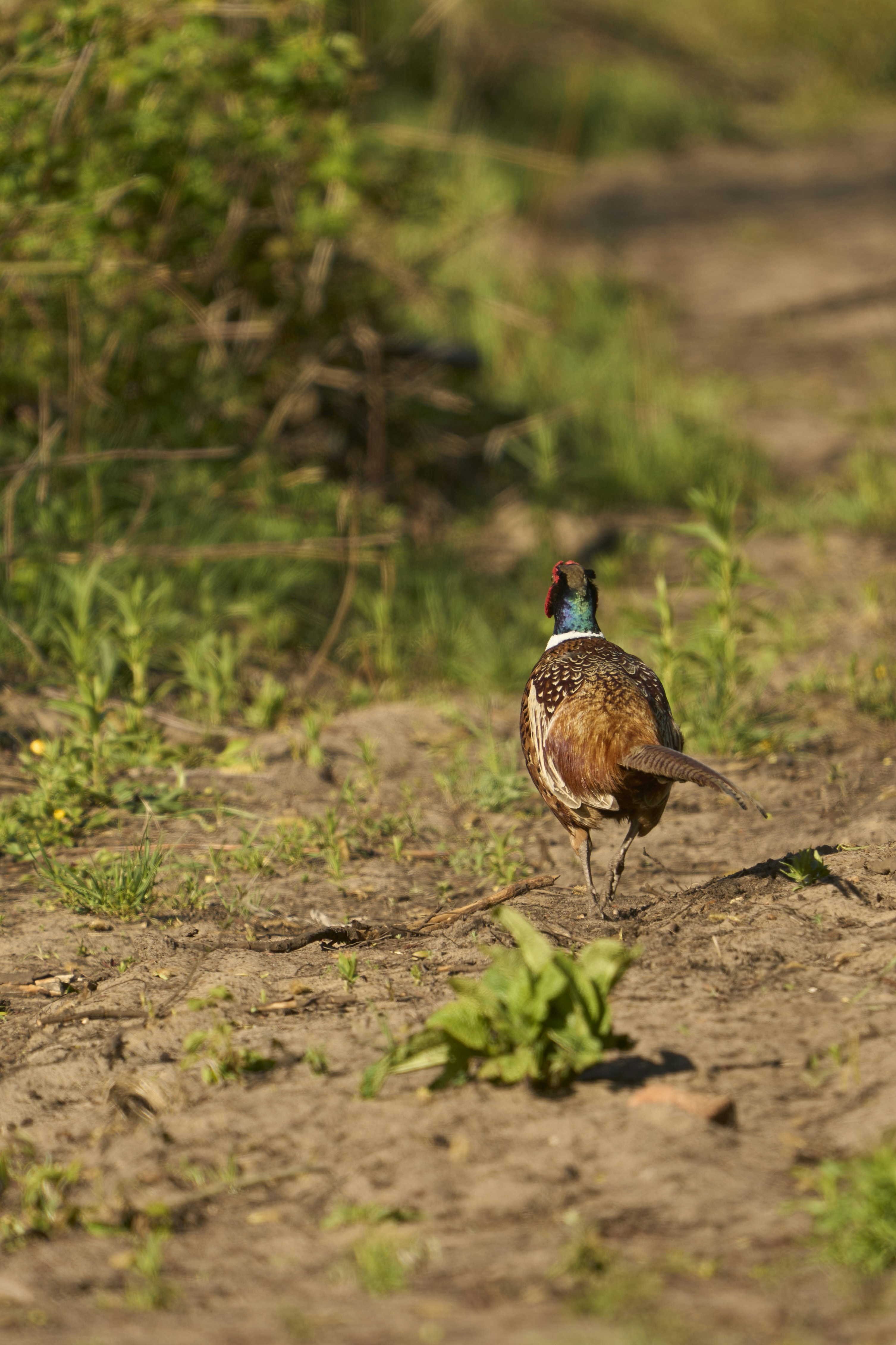 Photo by wolfgang_hasselmann