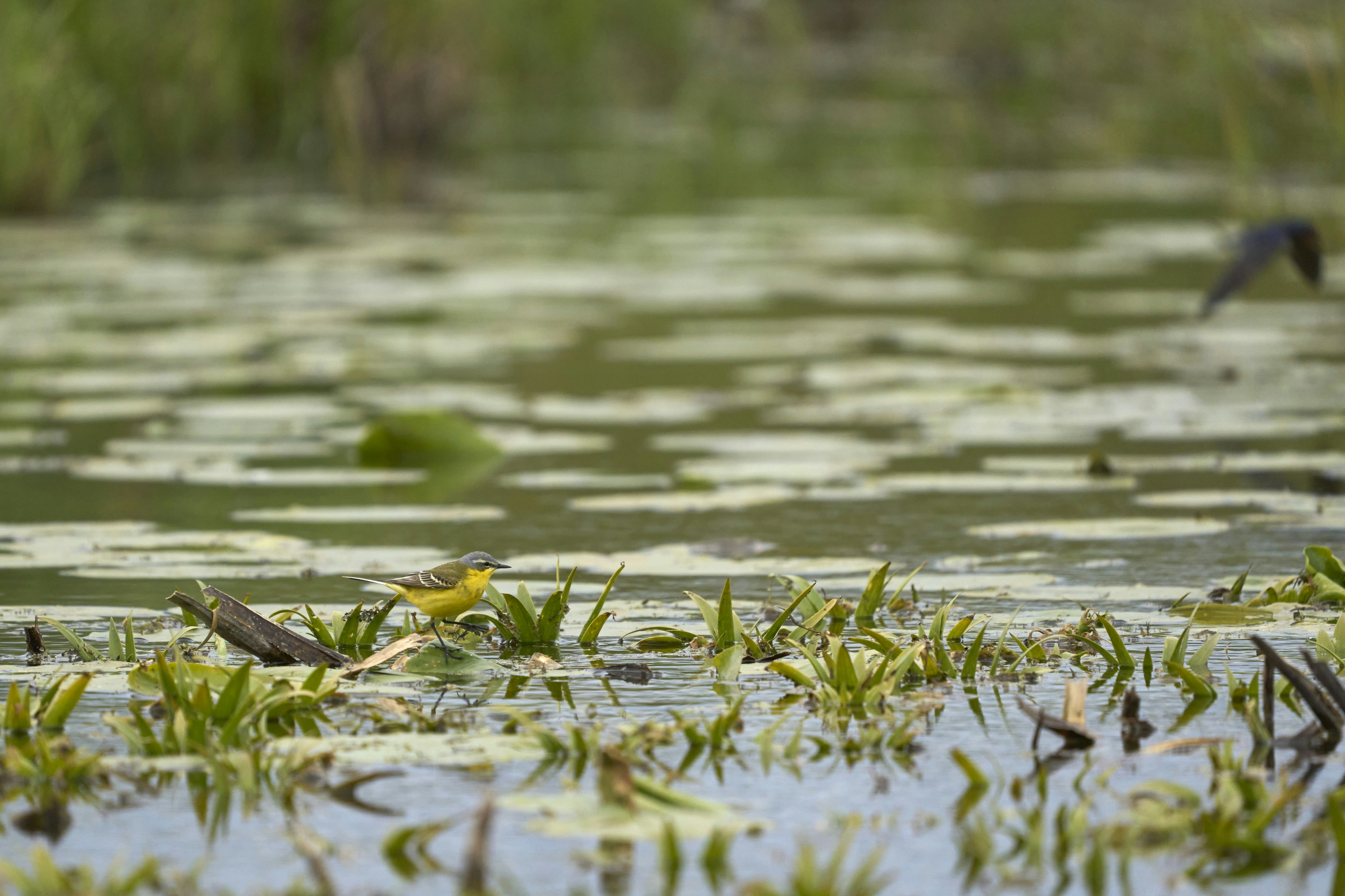 Photo by wolfgang_hasselmann