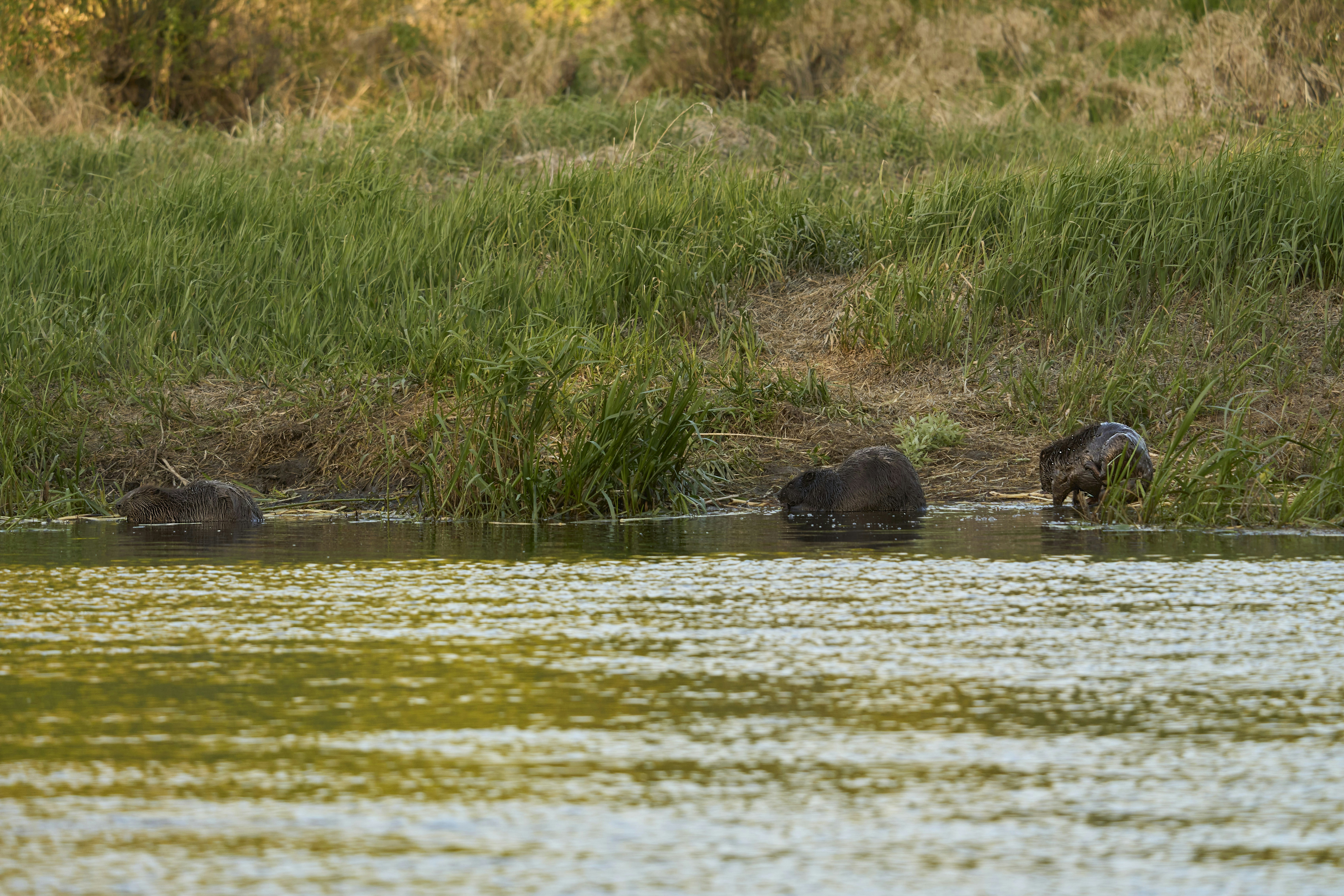 Photo by wolfgang_hasselmann