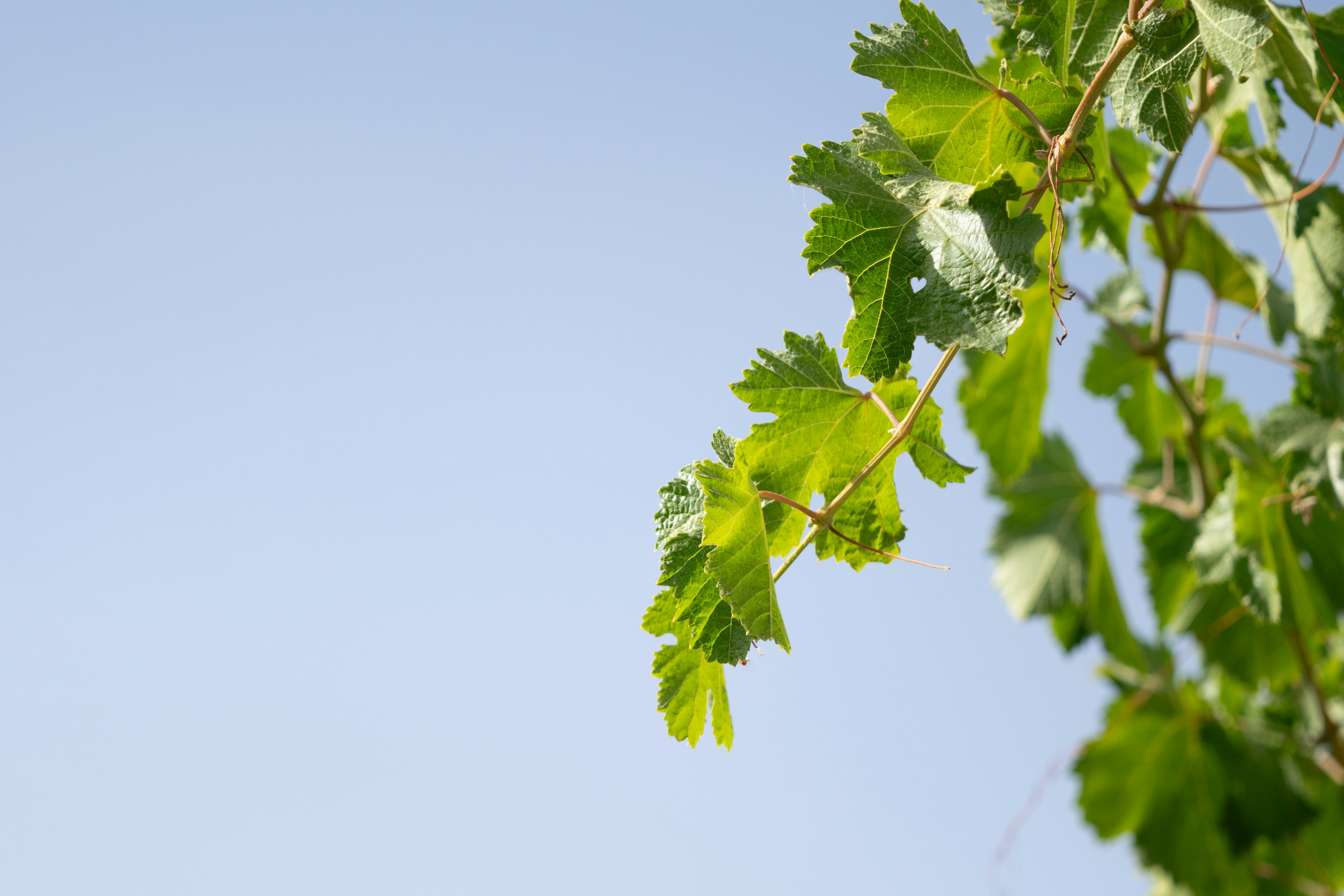 Green leaves and branches against a clear blue sky.