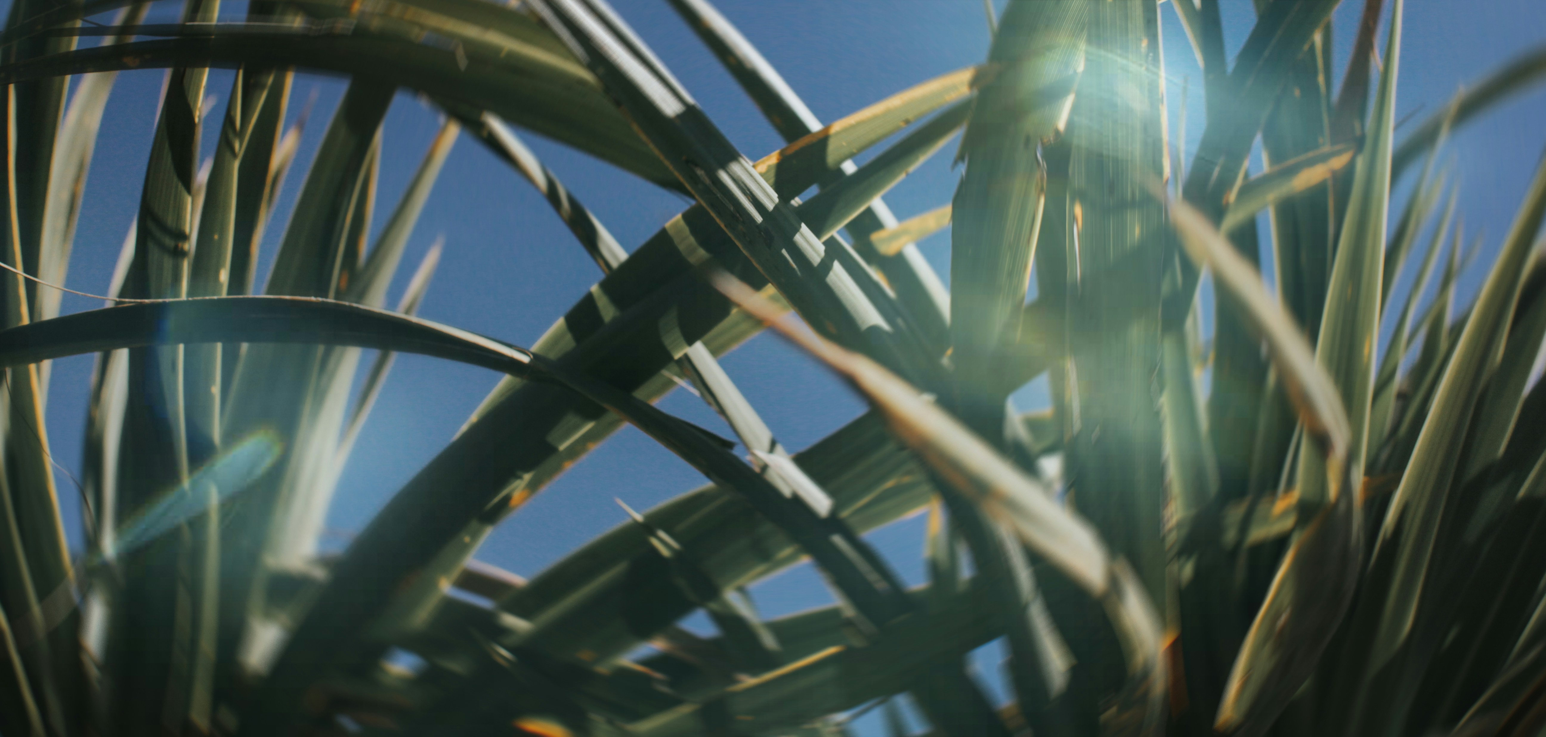 Tall grass against a bright blue sky.