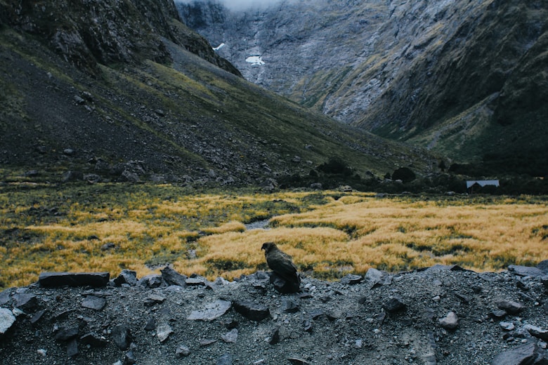 A majestic bird sits before the mountains.