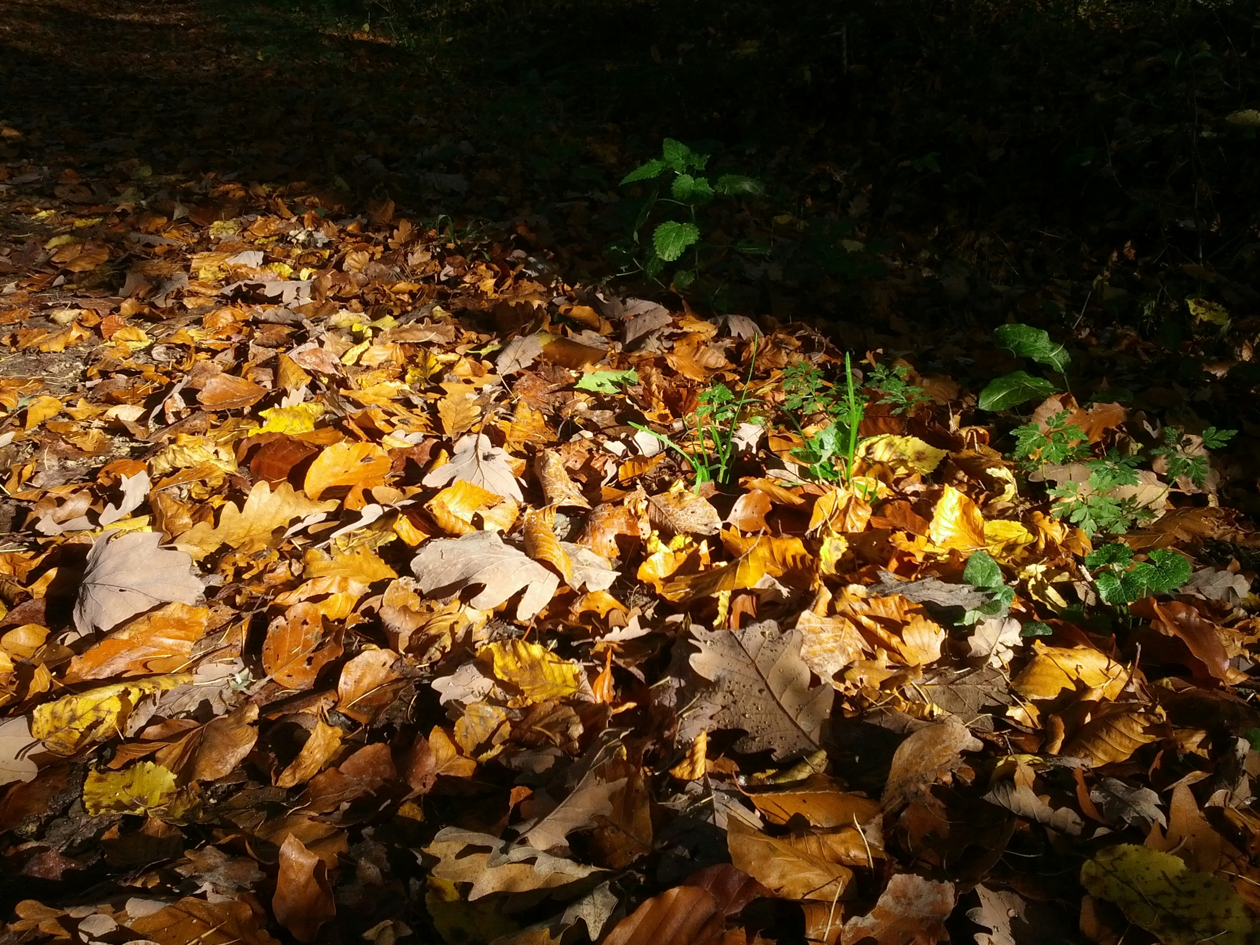 Photo by randominfinity