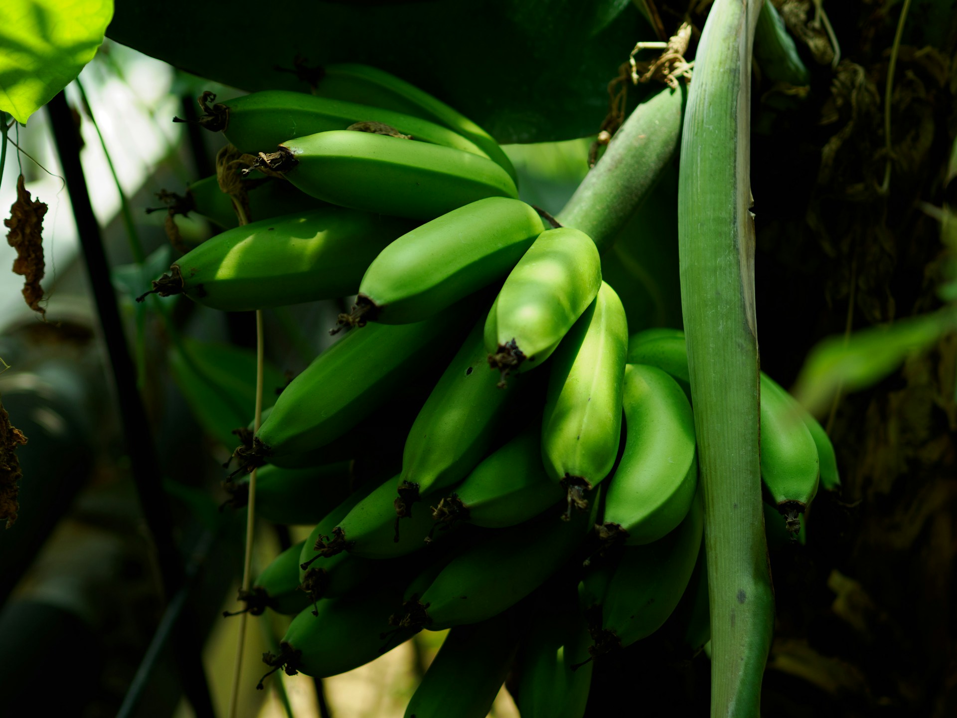 Green bananas hang on the plant.