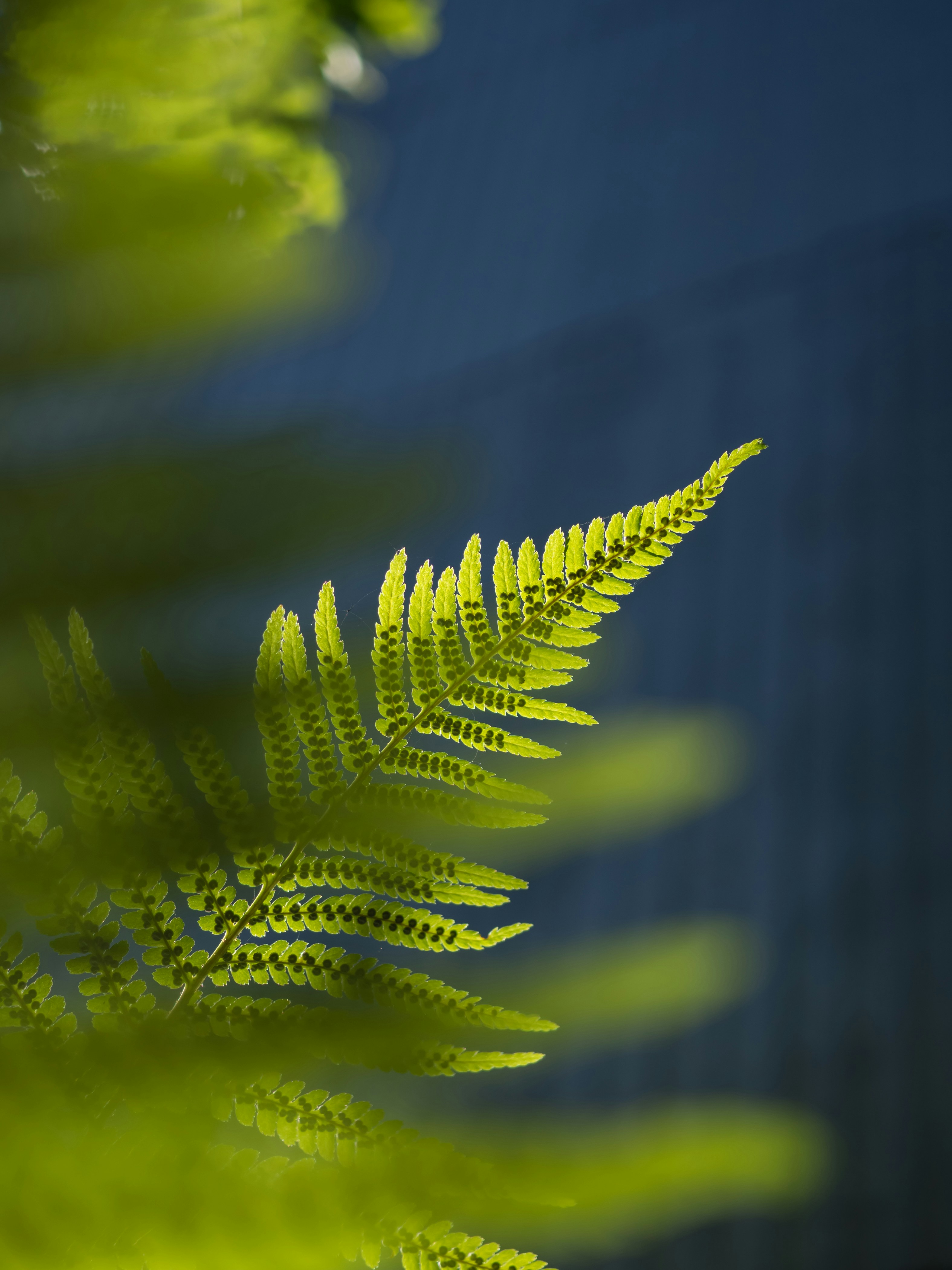 Photo by andreigrigorev