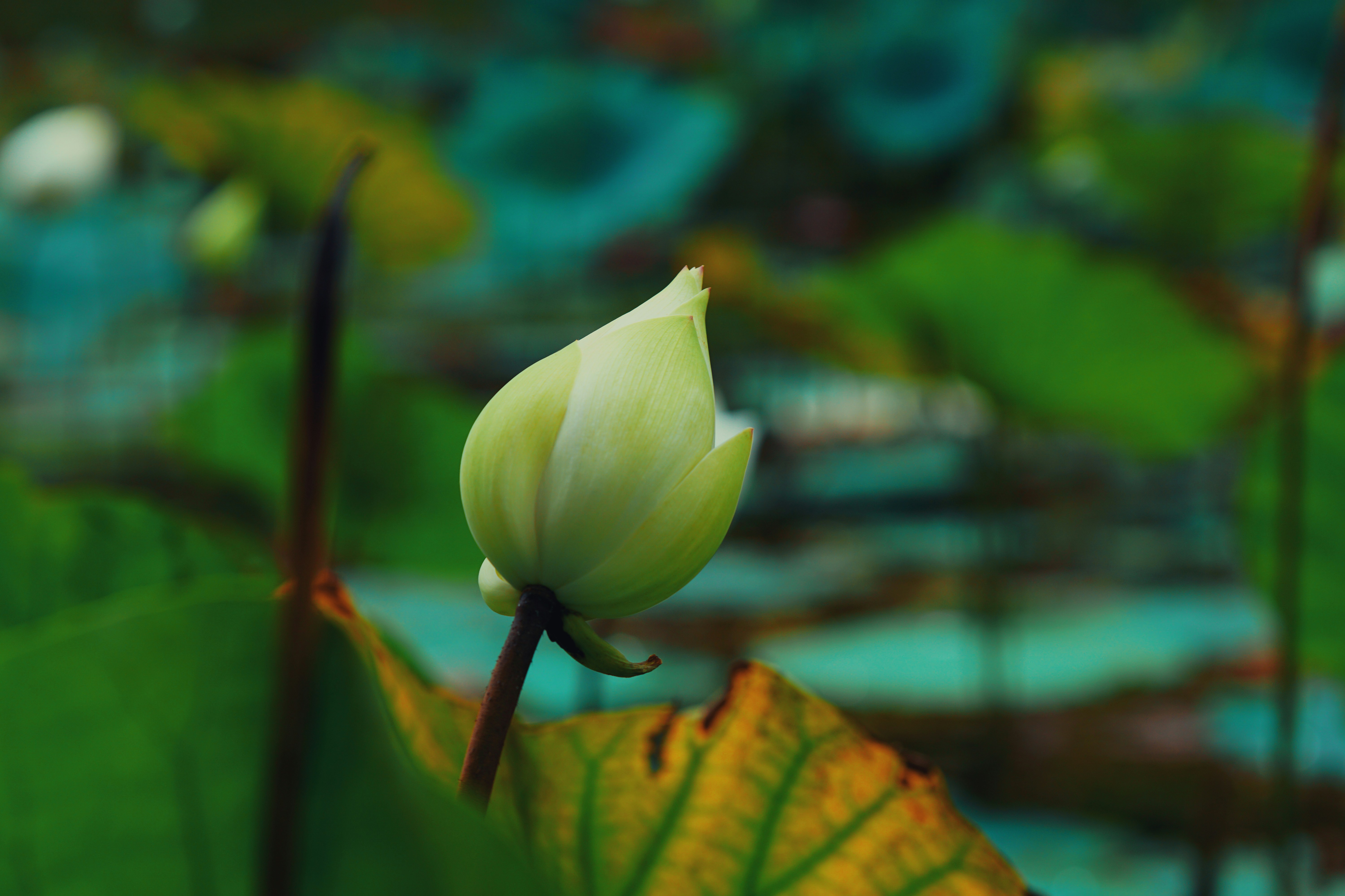A white lotus flower bud in pond water.