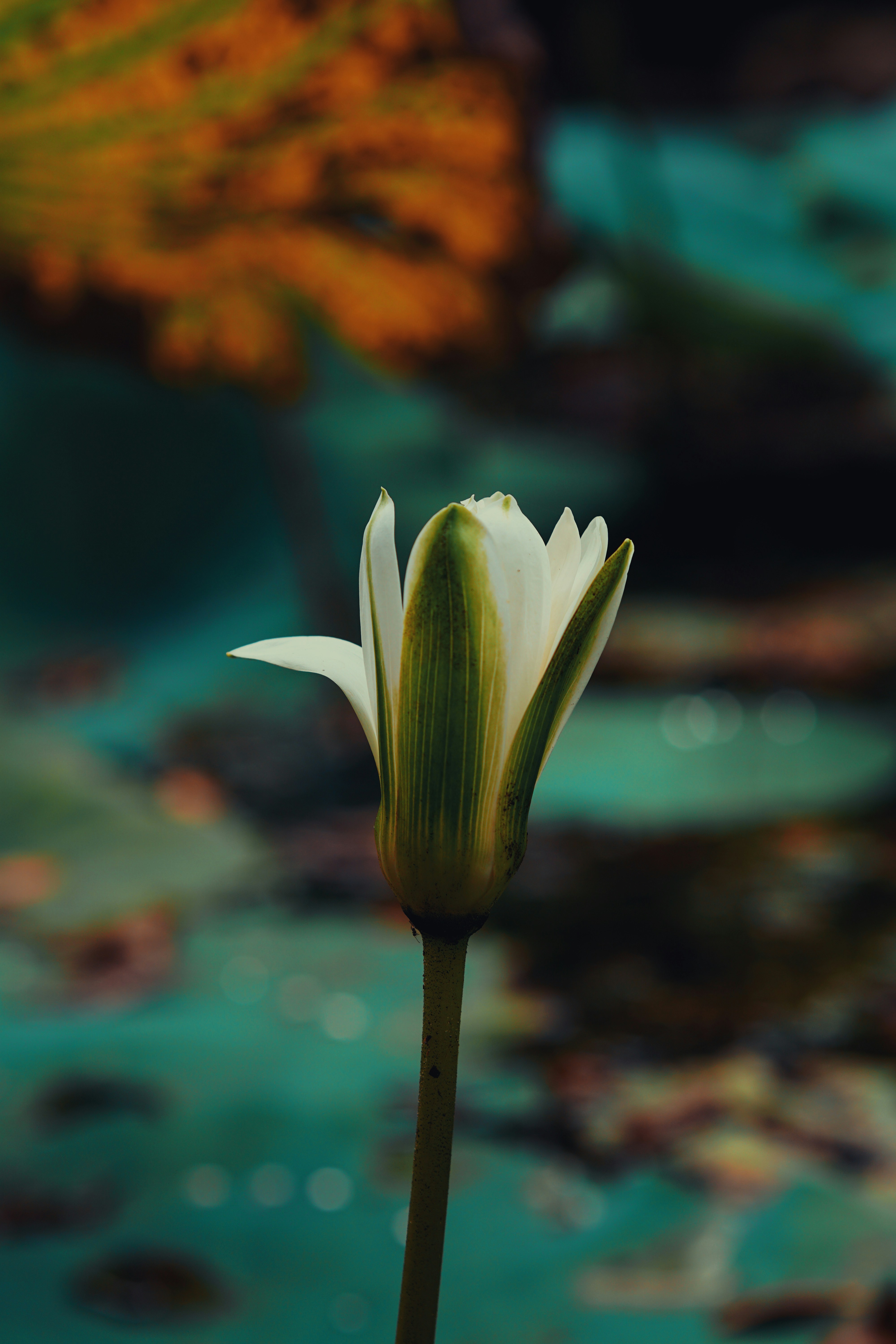 A white lotus flower bud in a pond.