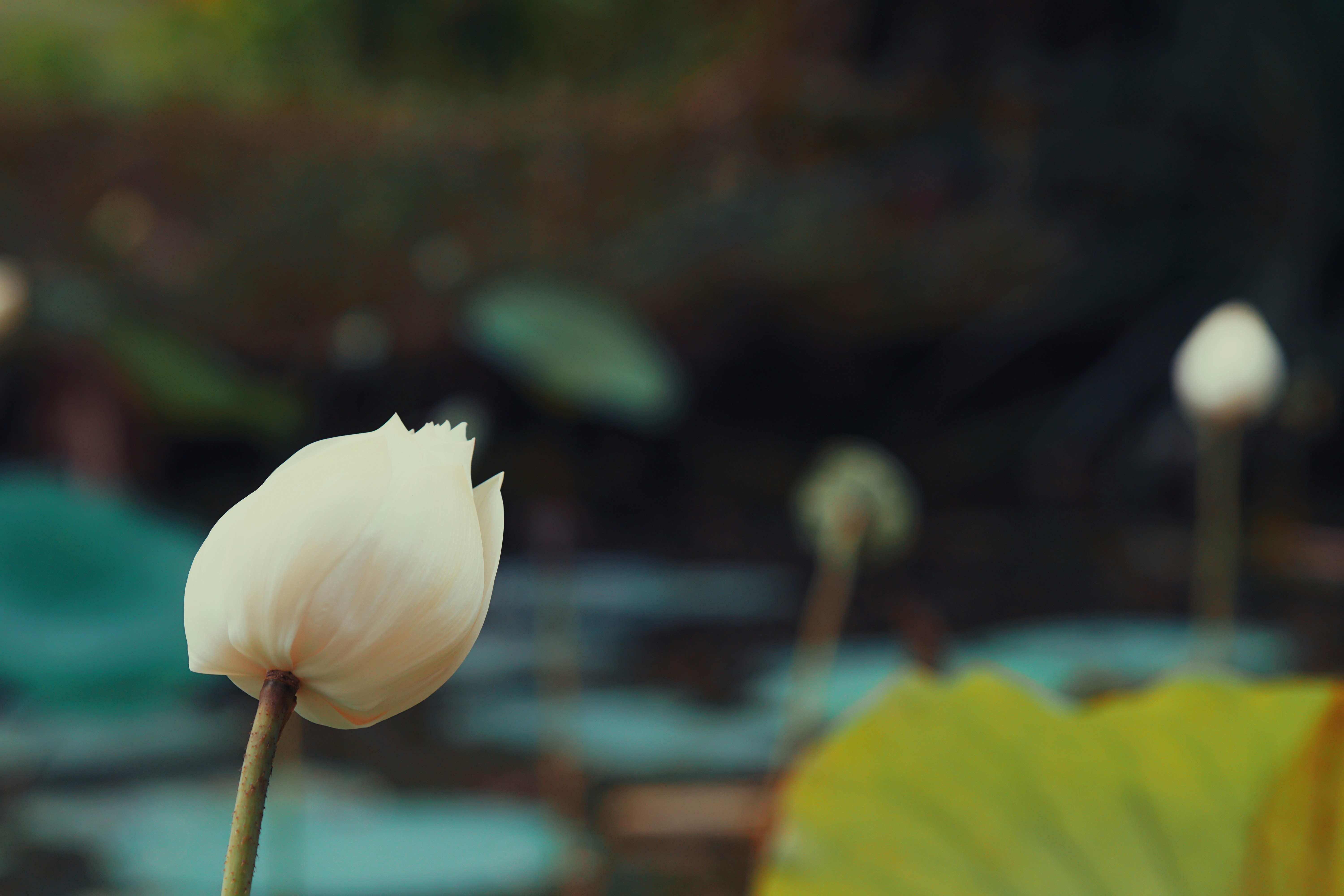 White lotus buds are shown in a serene setting.