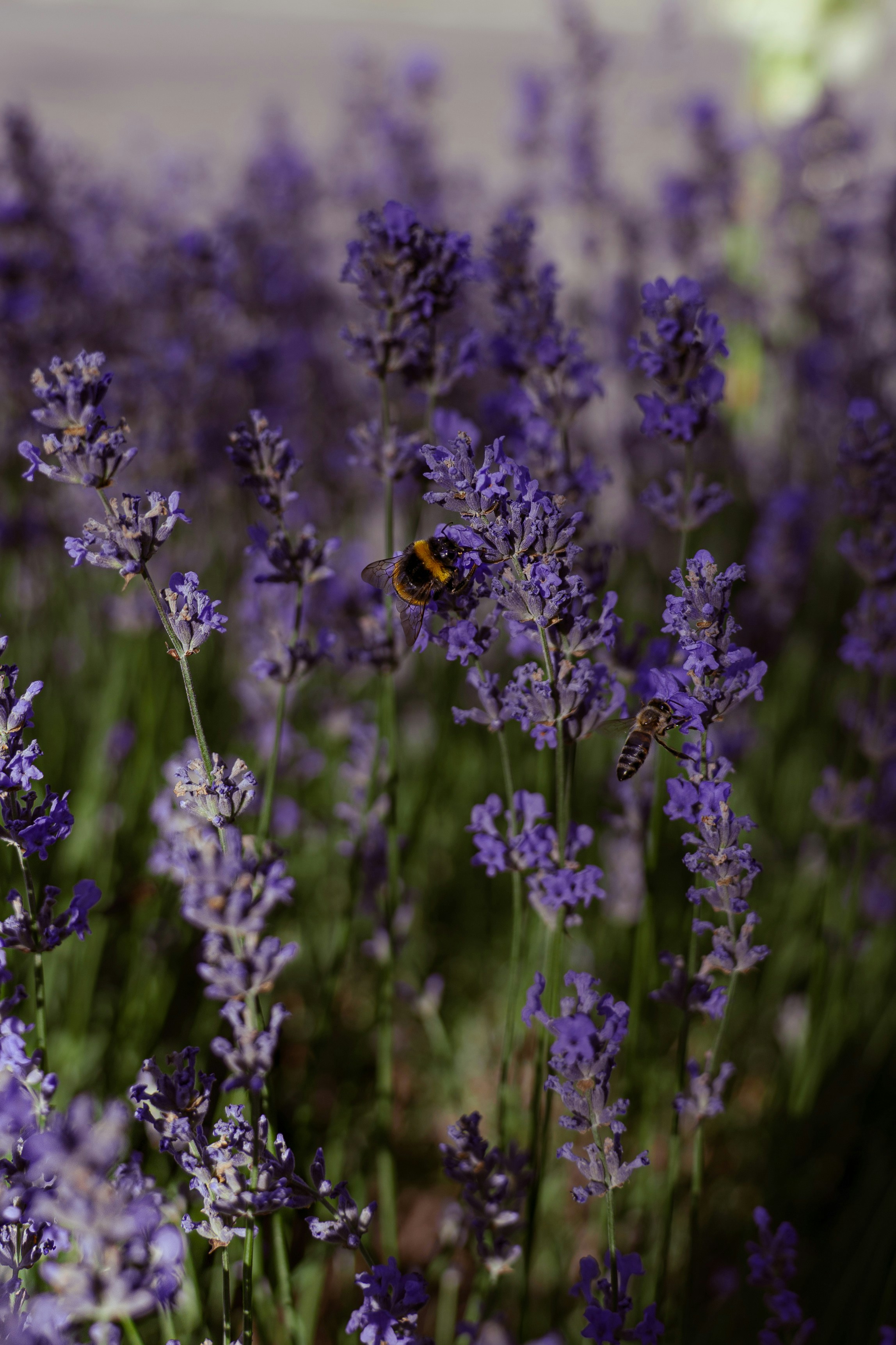 Photo by valentine_ivanova