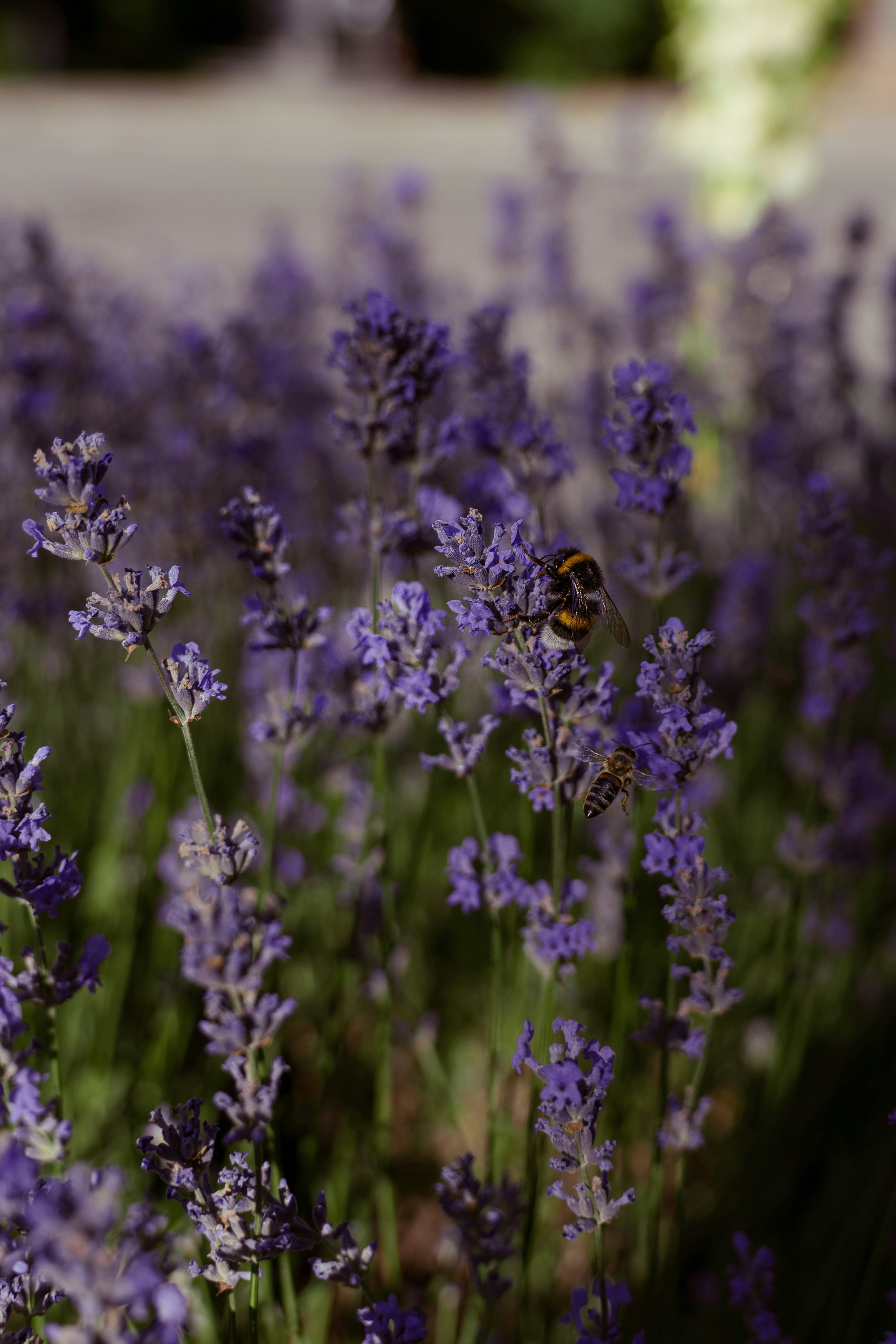 Photo by valentine_ivanova