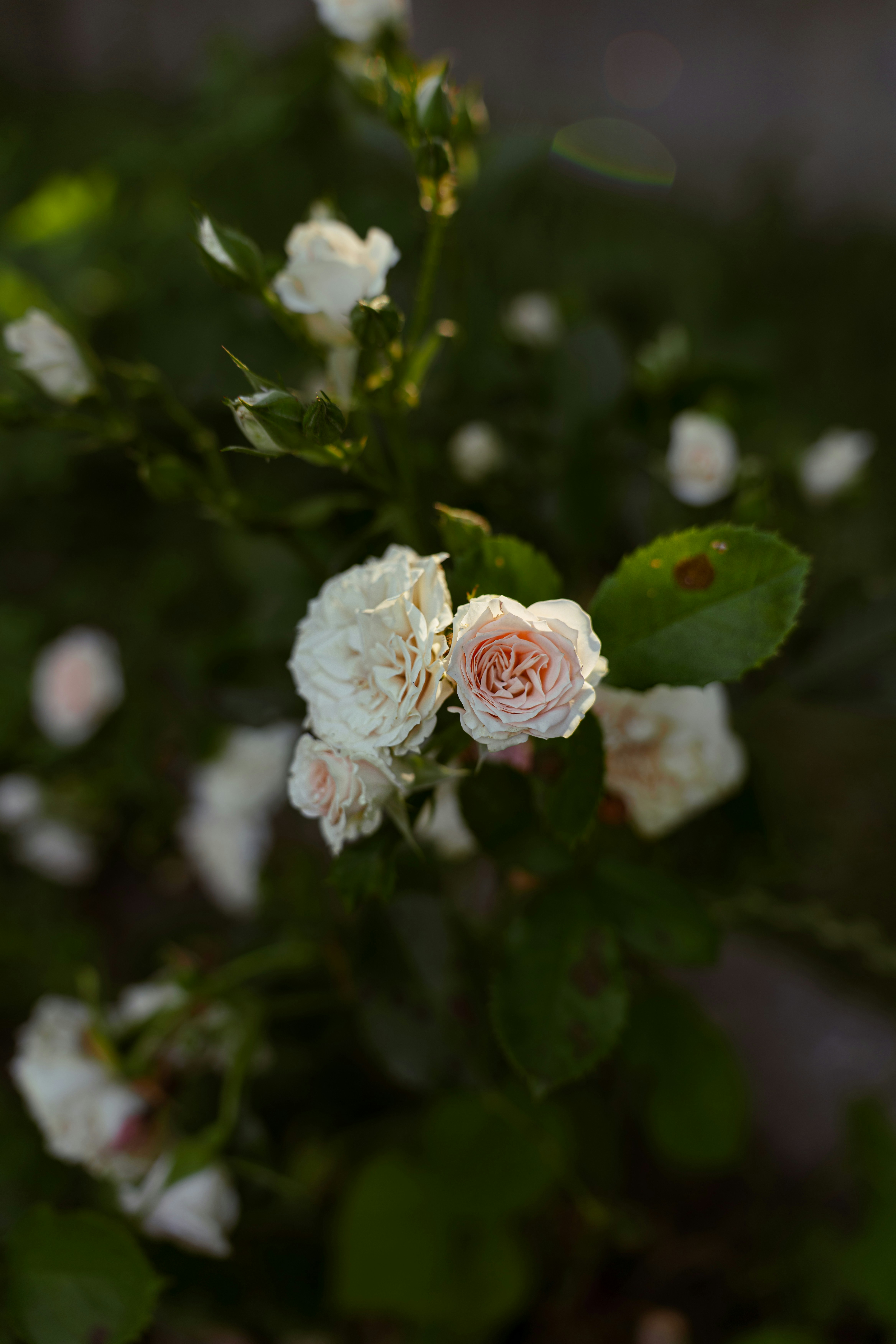 Photo by valentine_ivanova