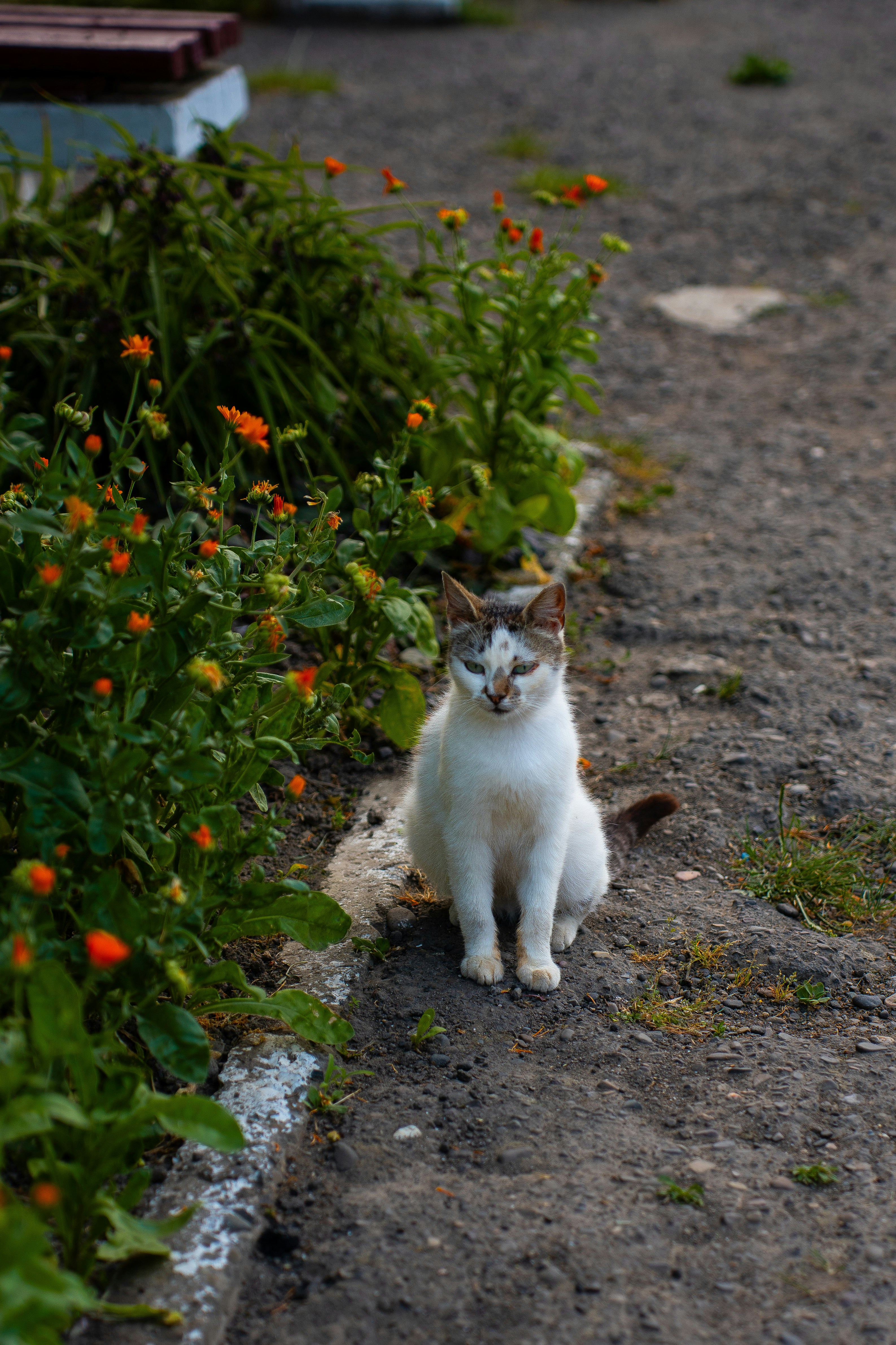 Un chat est assis à côté d’un jardin de fleurs.