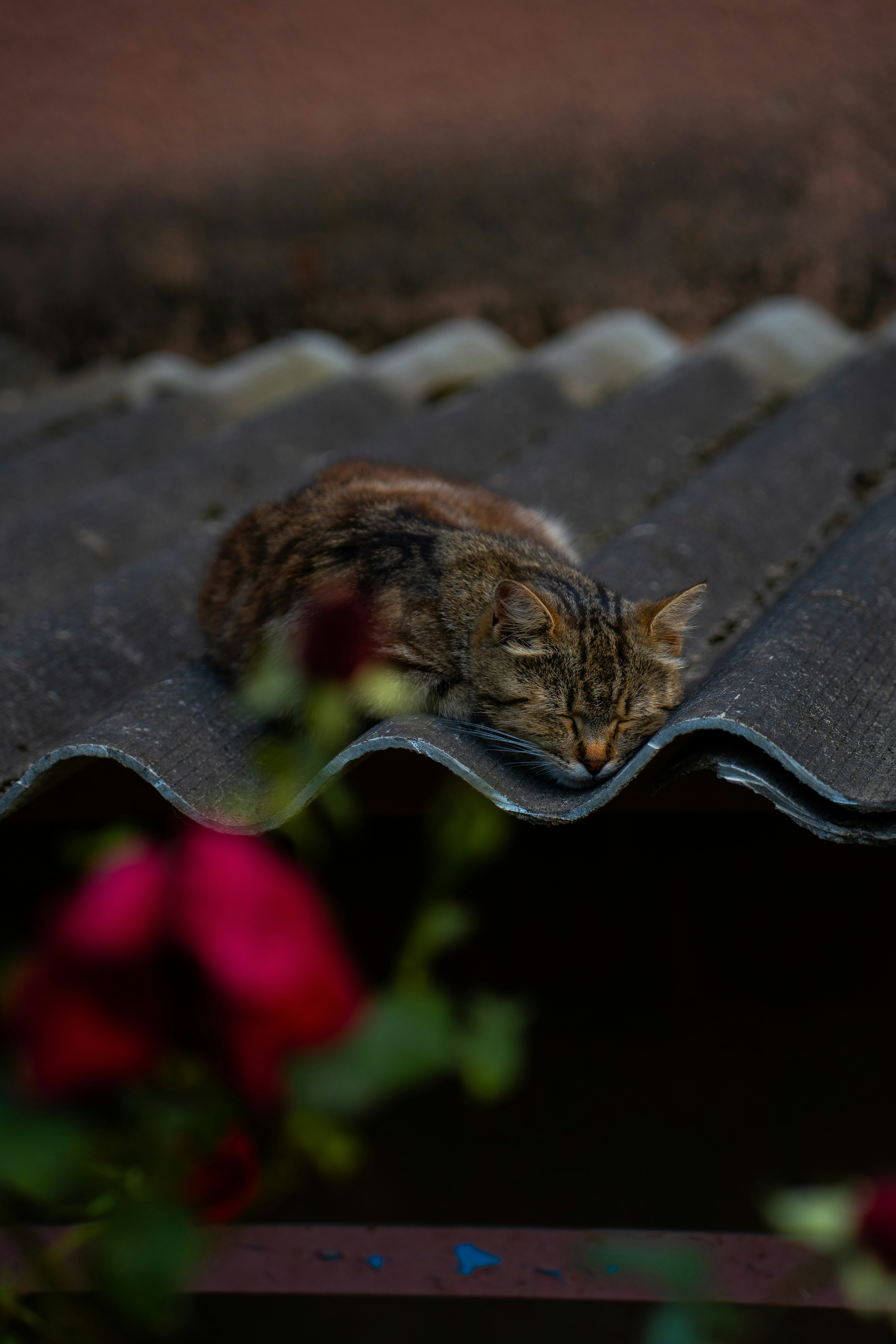 Un chat dort confortablement sur un toit.