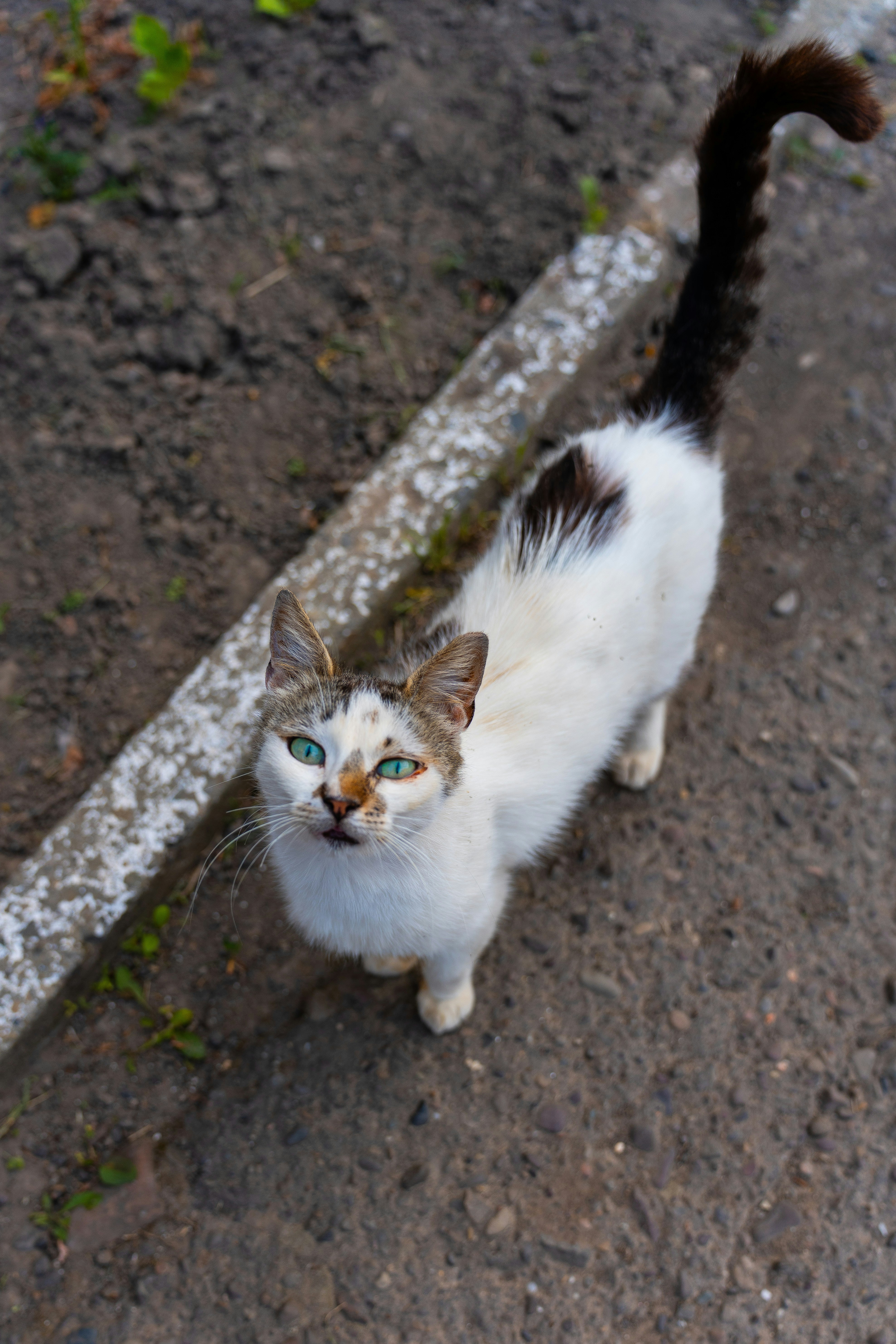 Un chat curieux aux yeux verts regarde vers le haut.