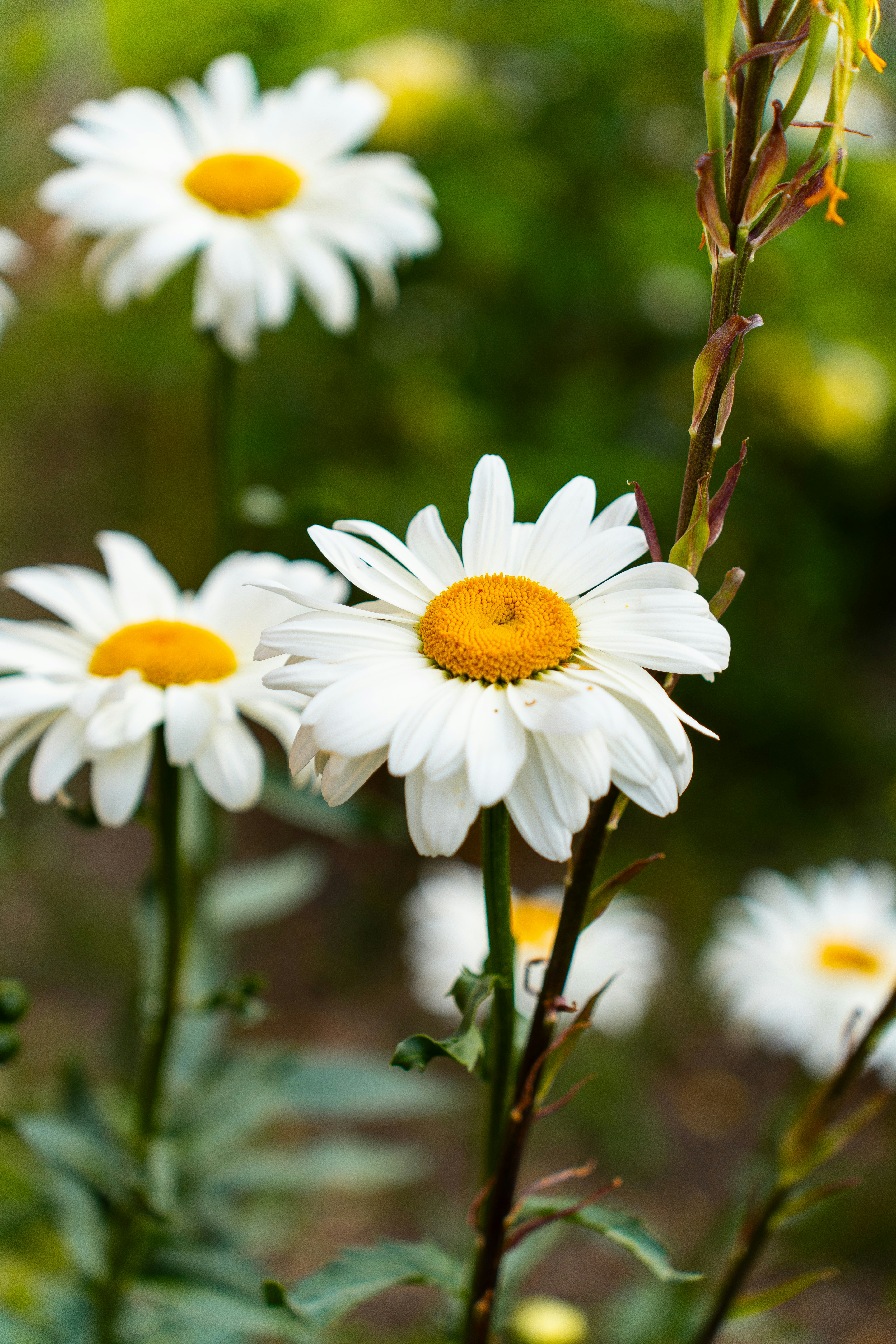 Photo by valentine_ivanova