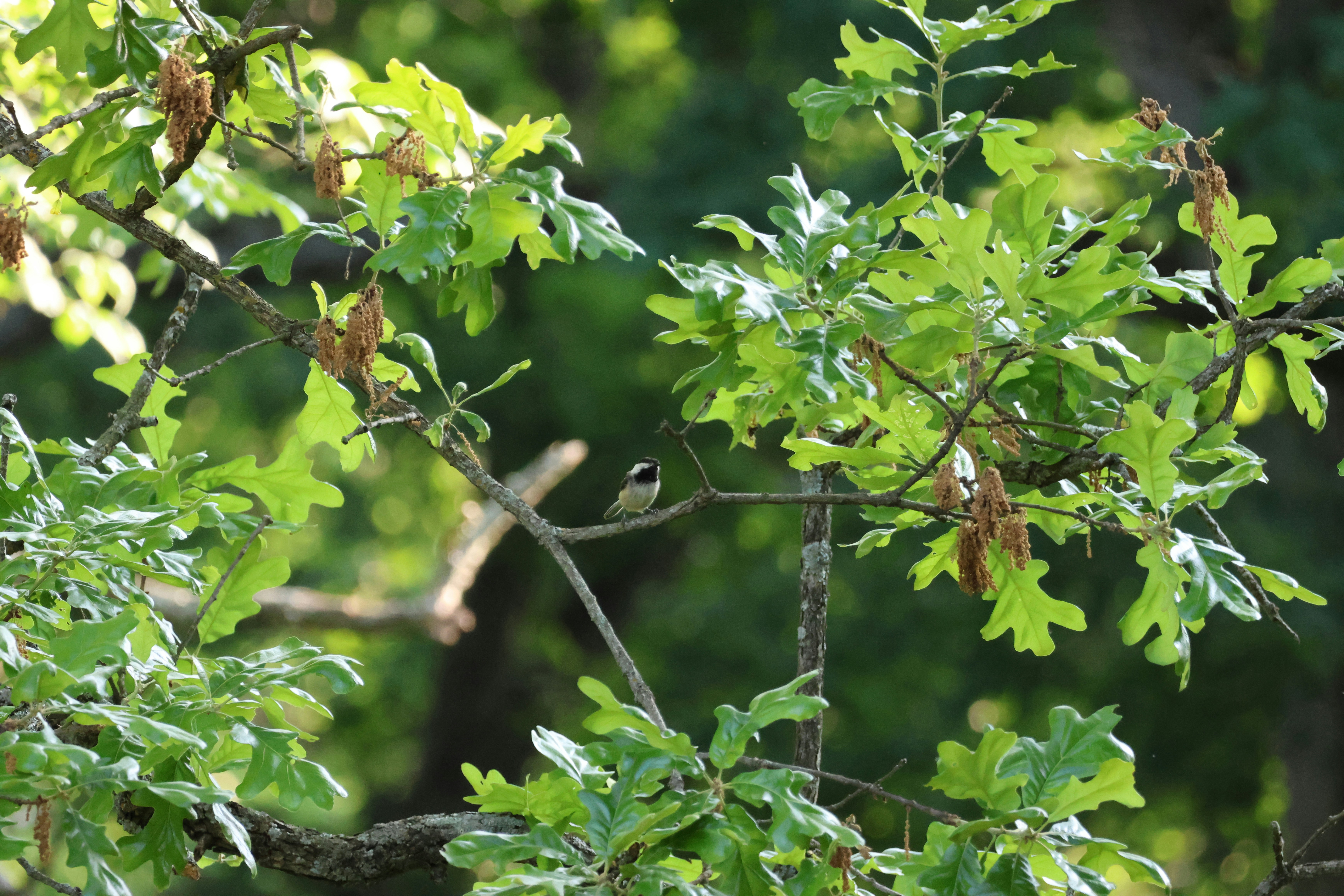 Photo by cornthechicken