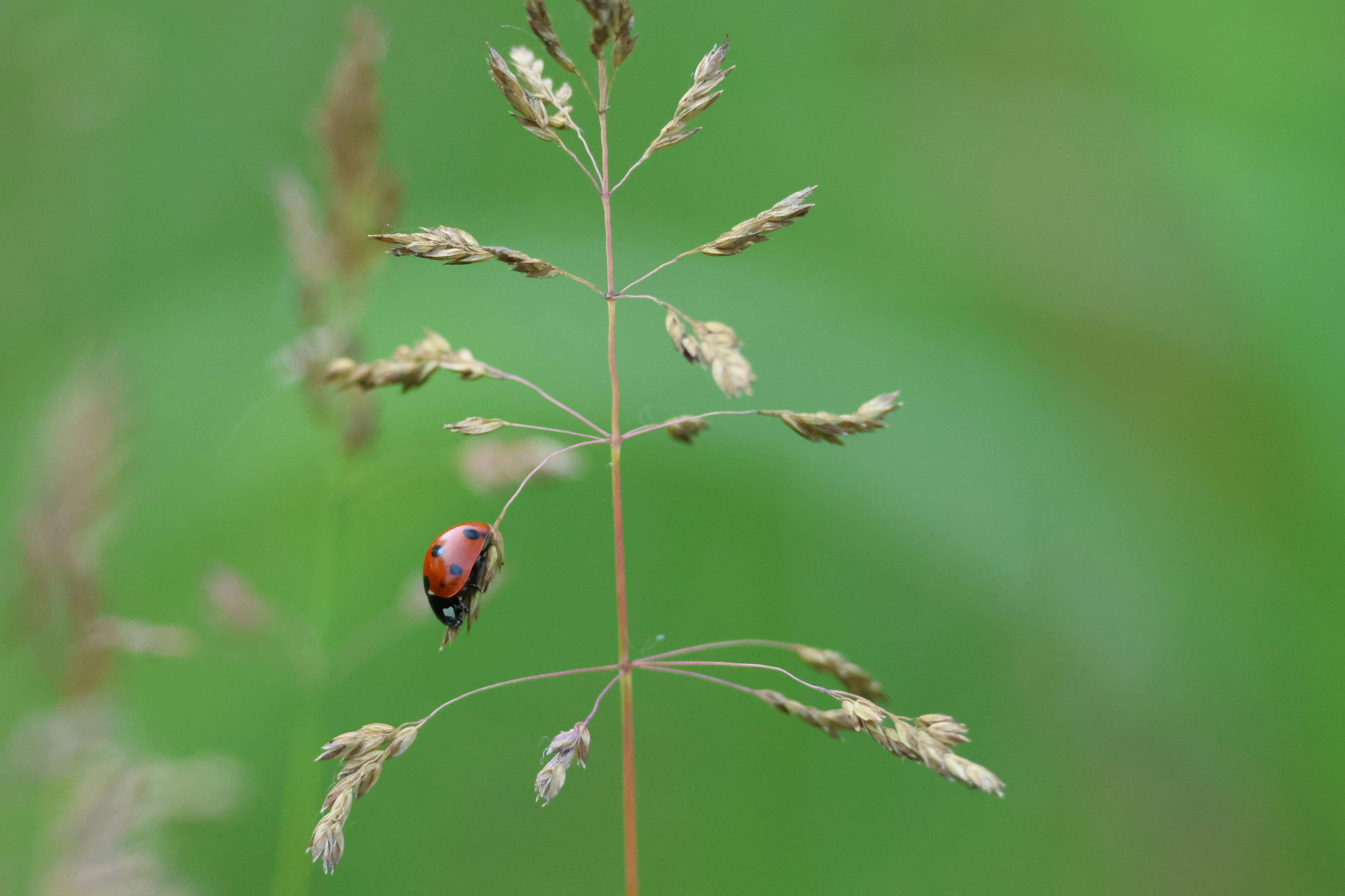 Photo by cornthechicken