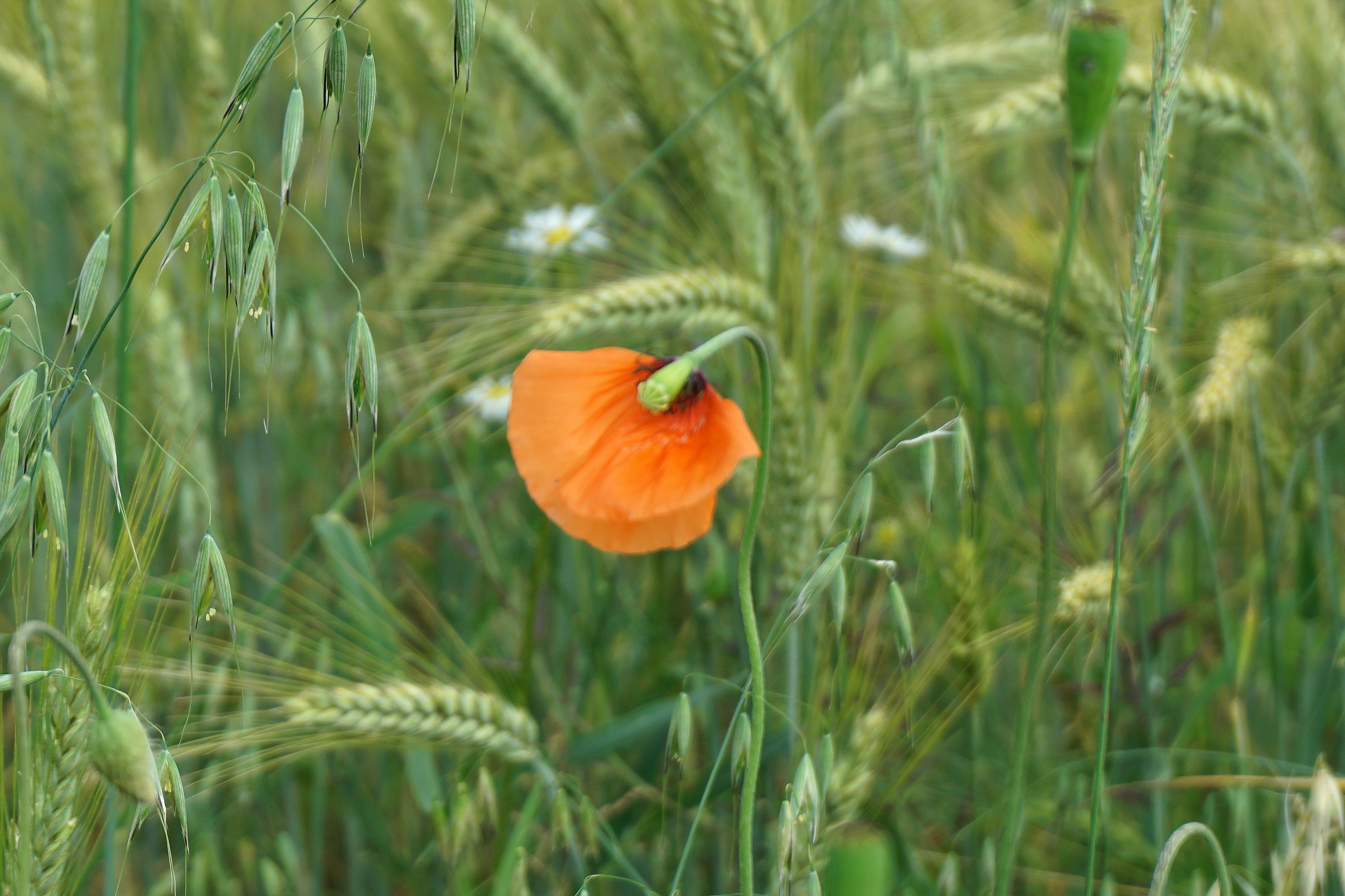 A vibrant poppy blooms amidst green field.