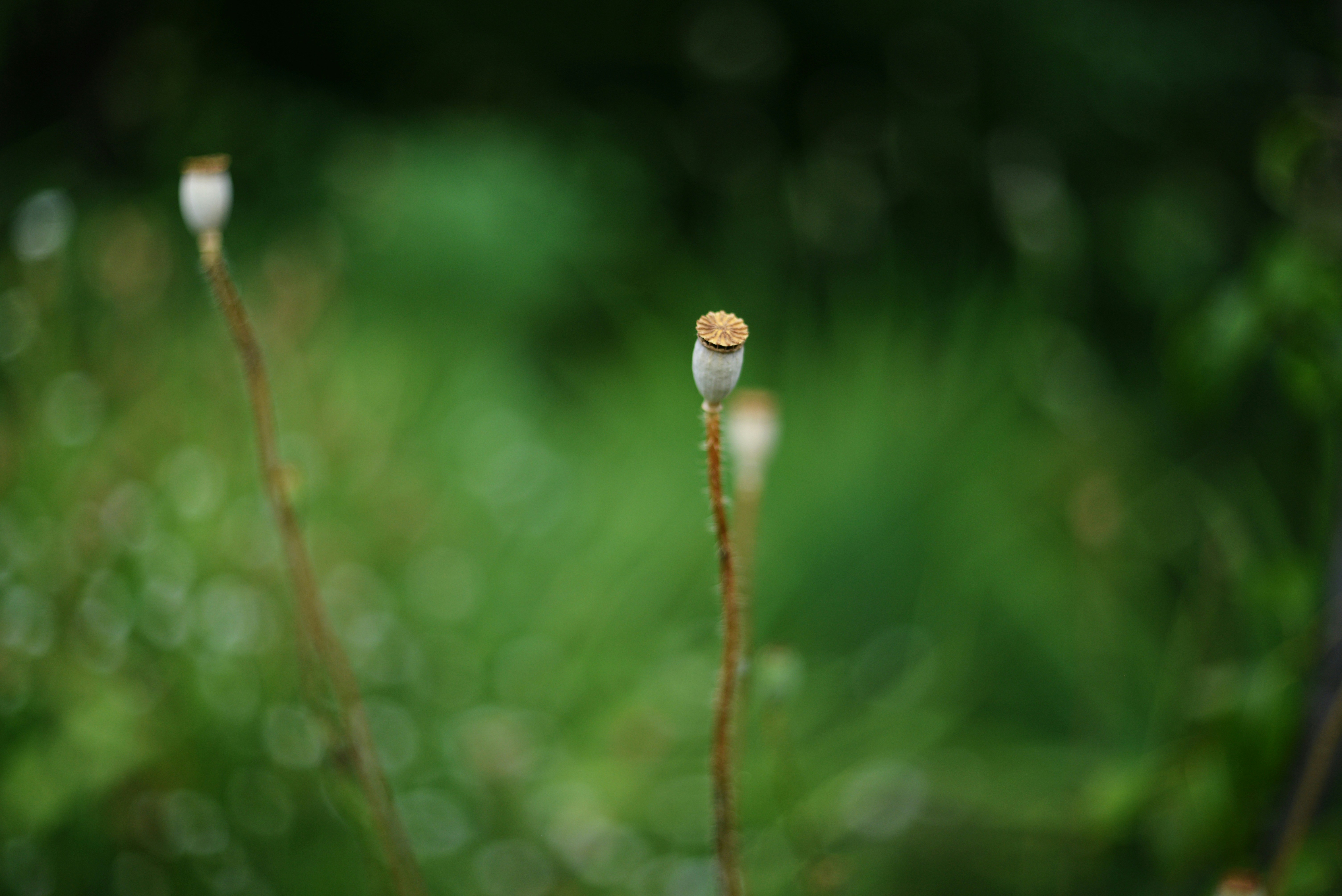 Photo by cherstve_pechivo