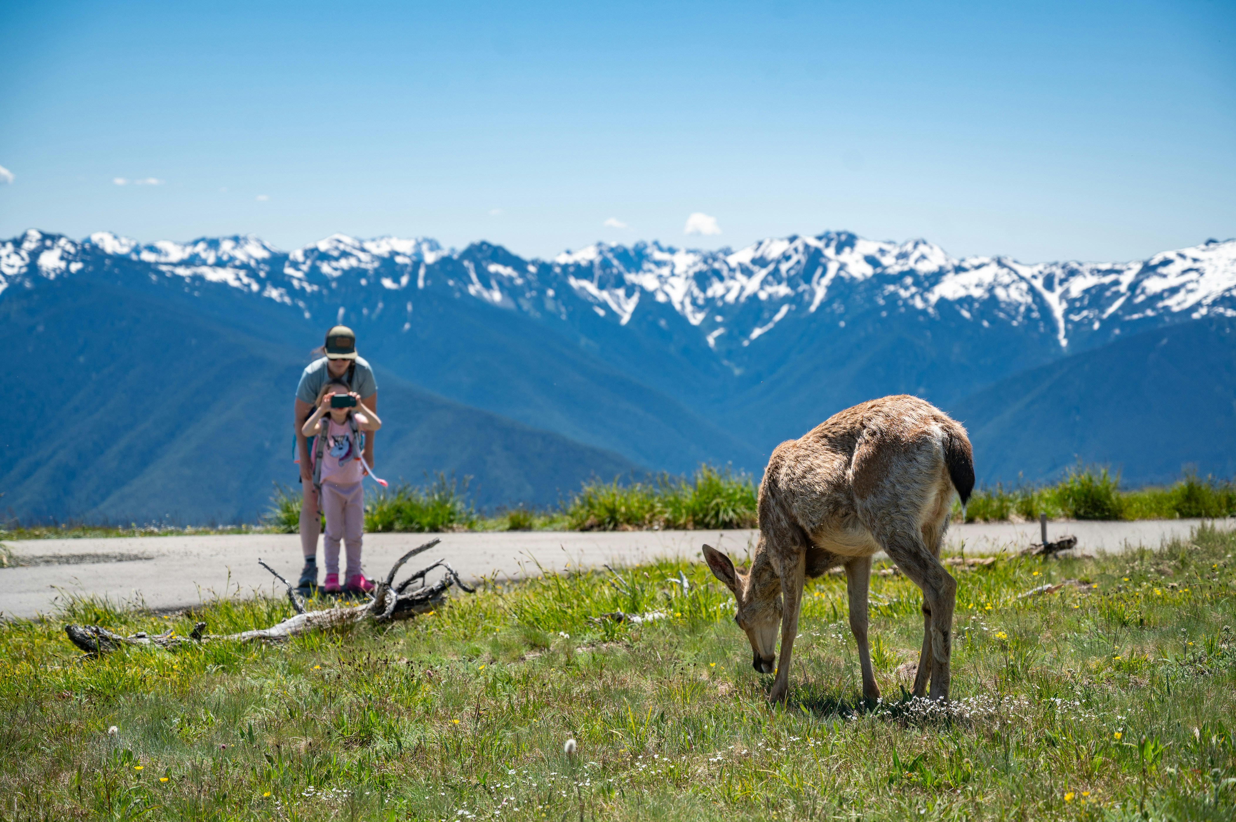 People watch a deer grazing near snowy mountains.