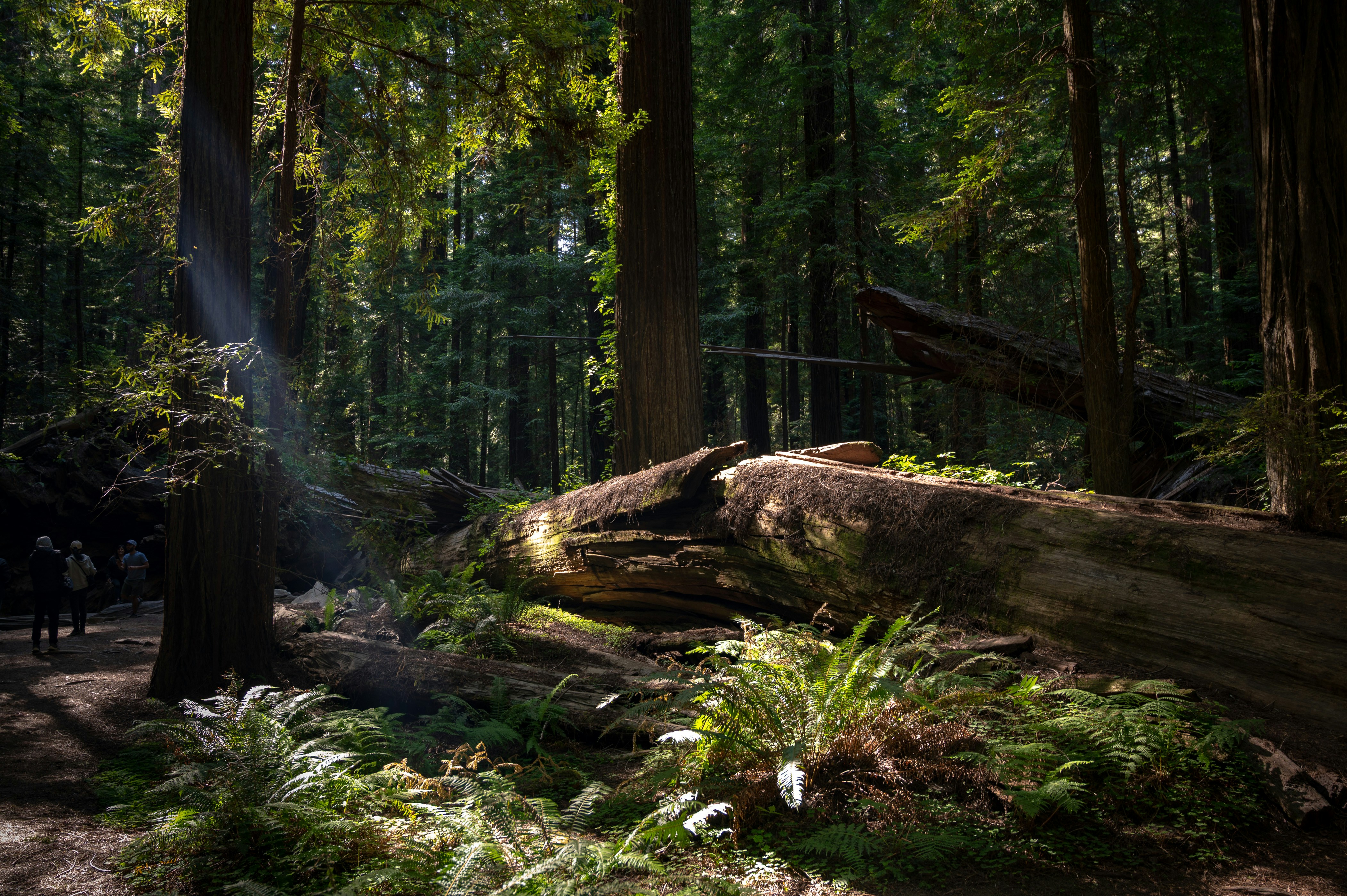 Sunlight streams through a lush, green forest.
