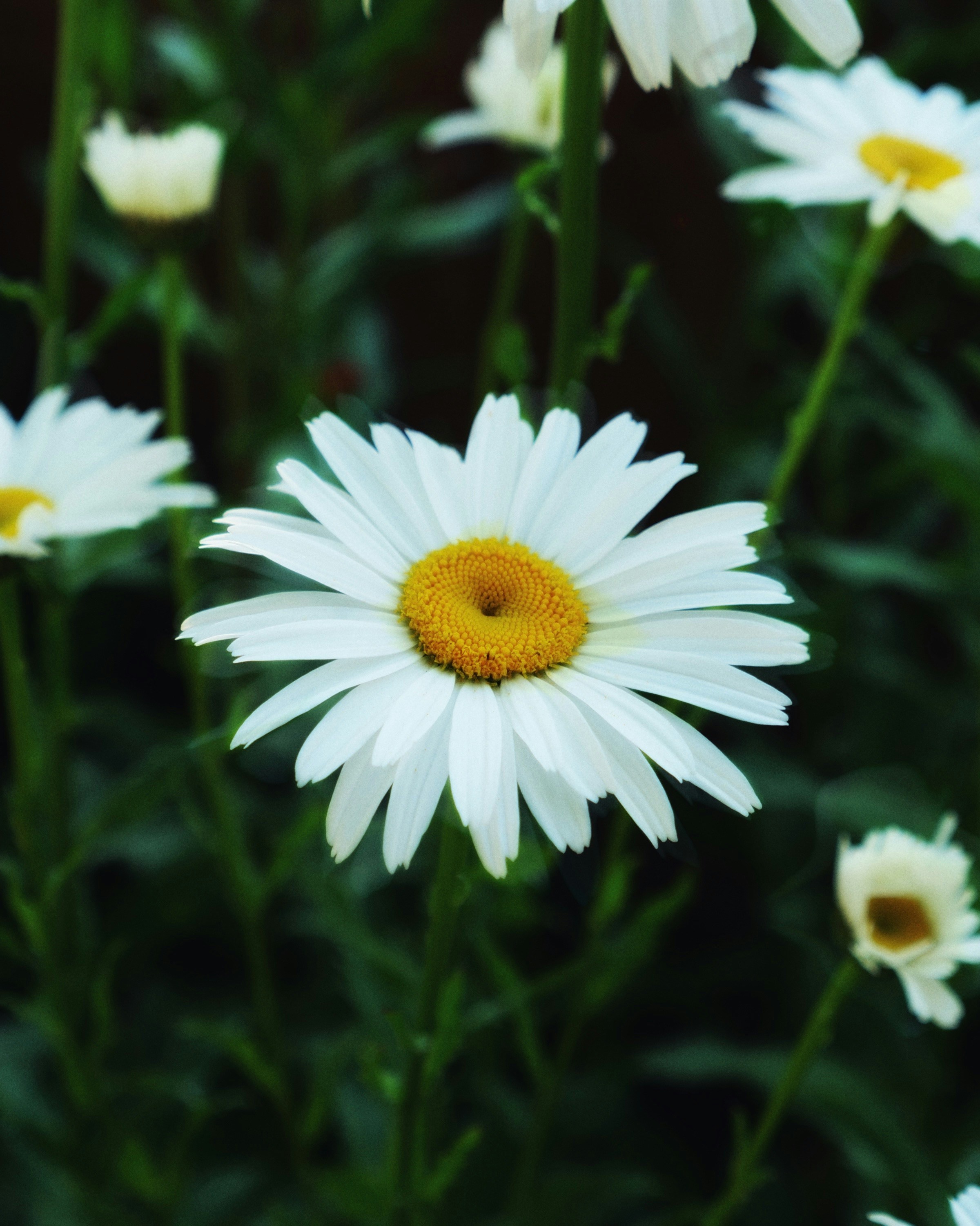 Photo by loveleencherub