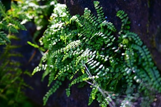 Green ferns grow on a dark, rocky surface.