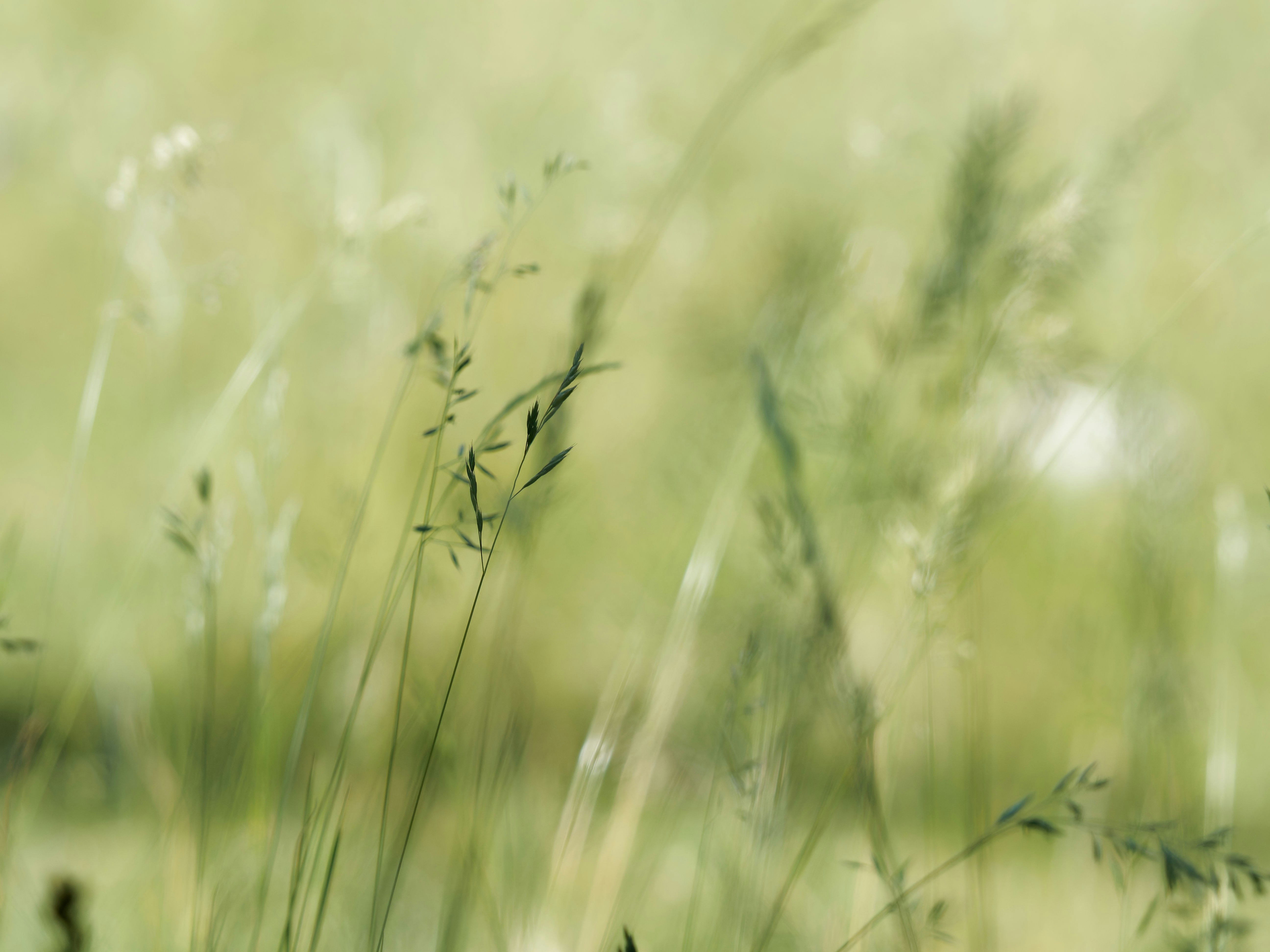 Photo by illes_cristi