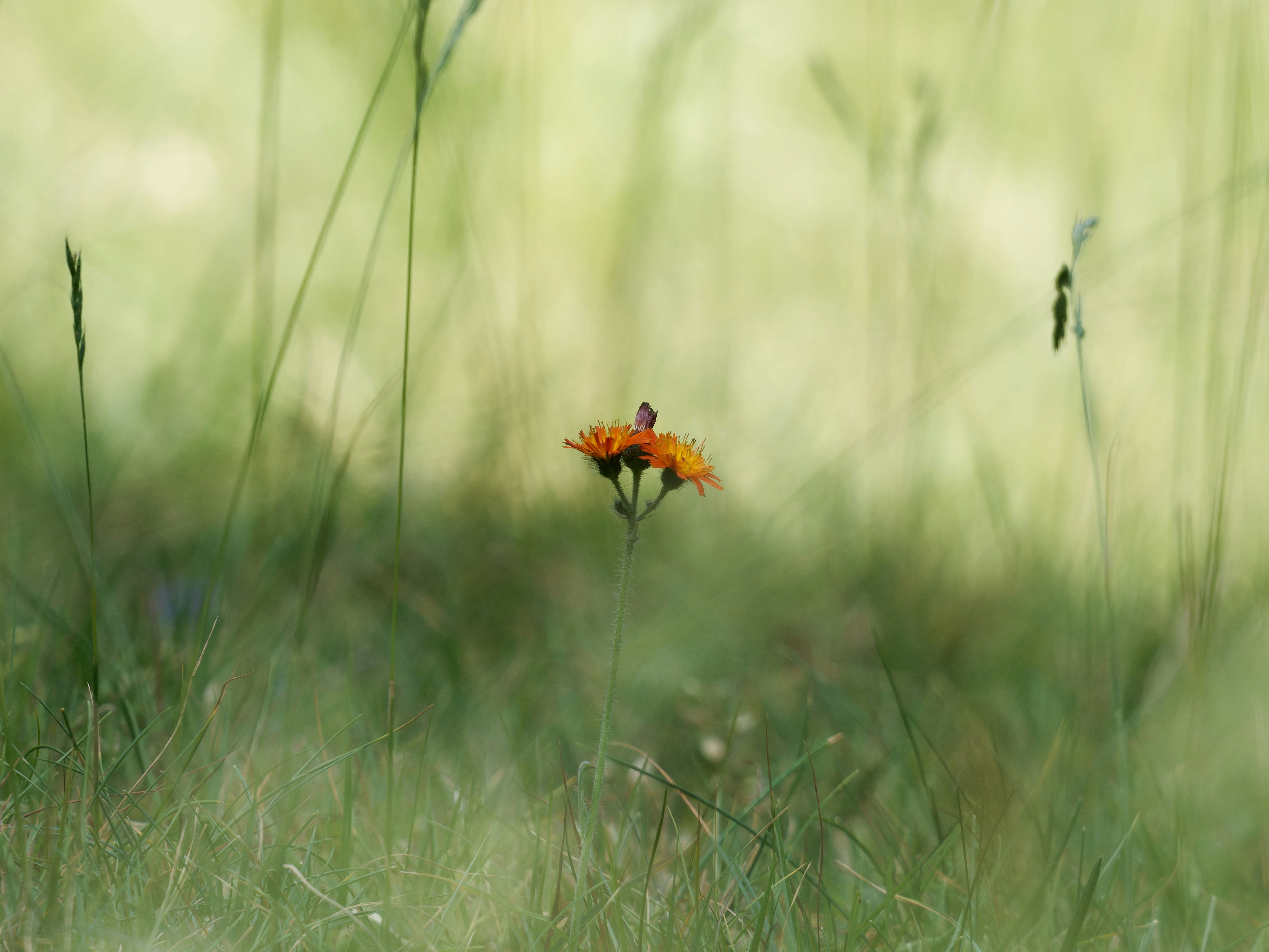 Photo by illes_cristi