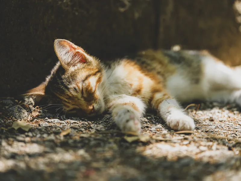 Orange cat demonstrating the Fire prefix for warrior cat prefixes and warrior cat naming conventions