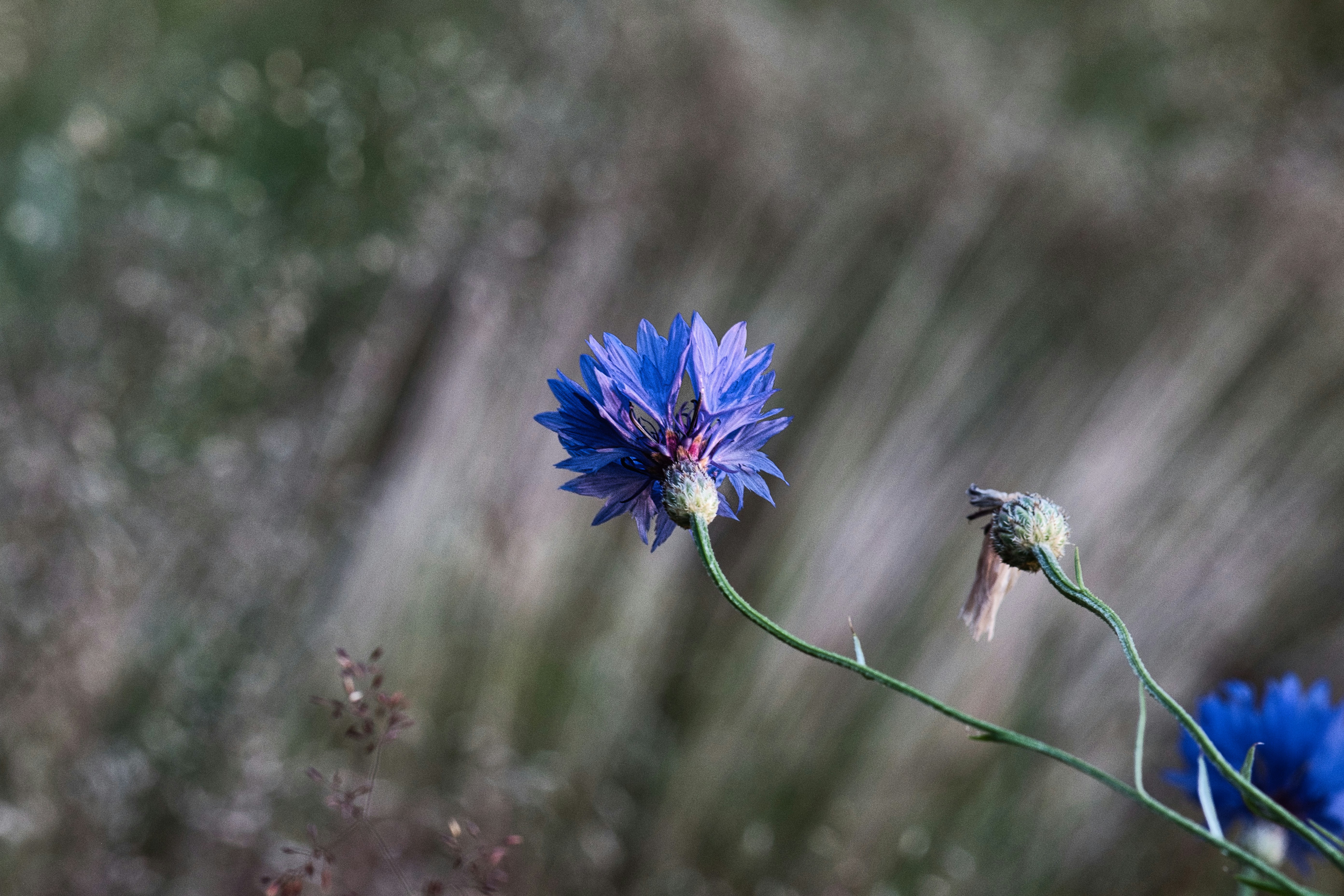 Photo by schneiderhenry