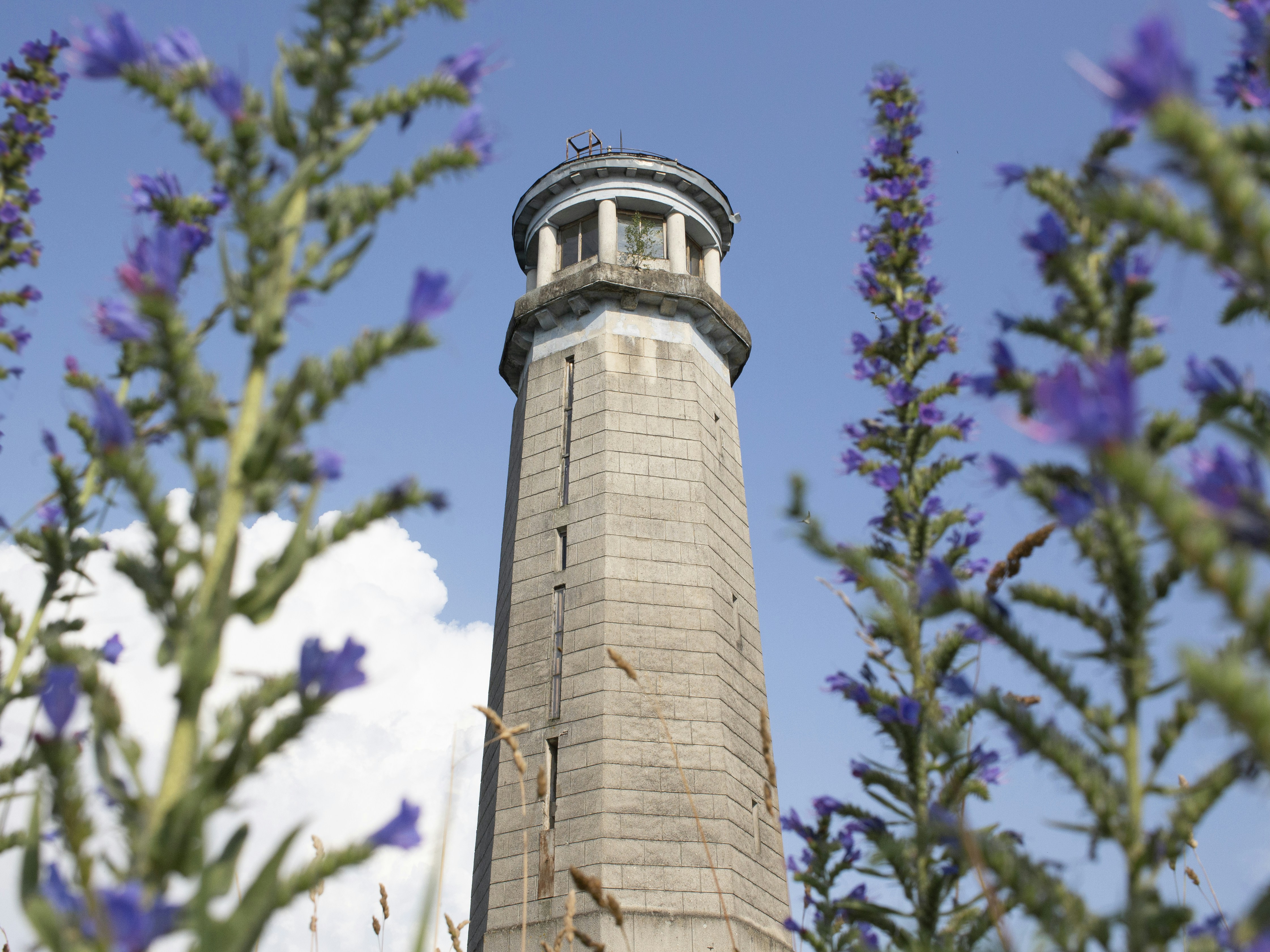 Ein hoher Turm, umgeben von violetten Blumen.