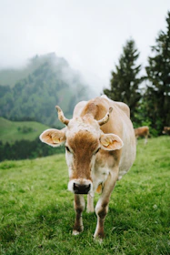 A cow grazes in a grassy mountain meadow.